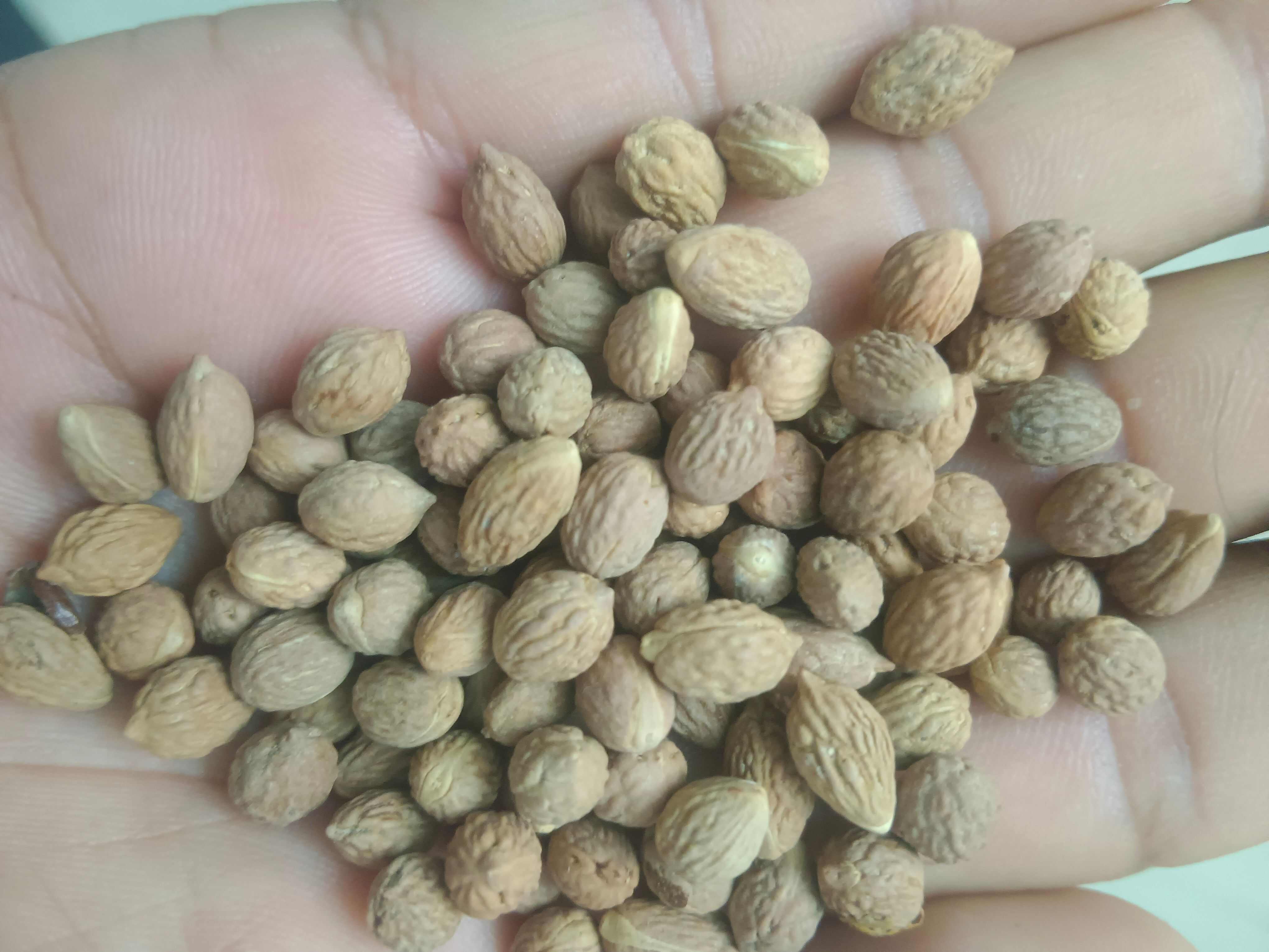 沂蒙山酸枣核子纯酸枣核子数量有限