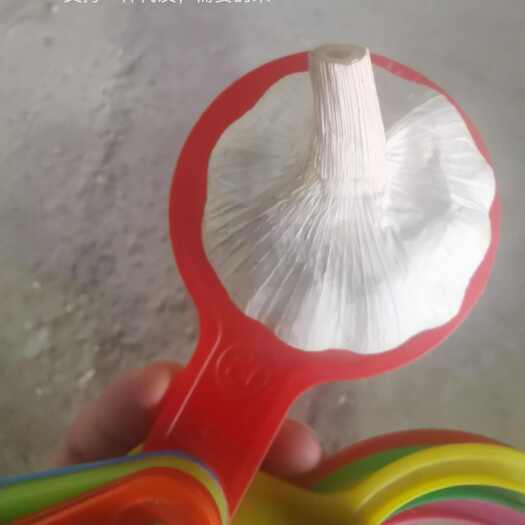 重庆市金乡大蒜