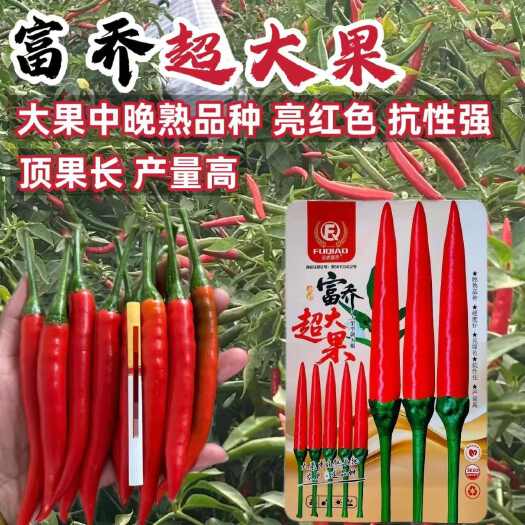 沭阳县富乔超大果朝天椒种子中晚熟大果抗性强朝天椒种子抗病产量高辣椒