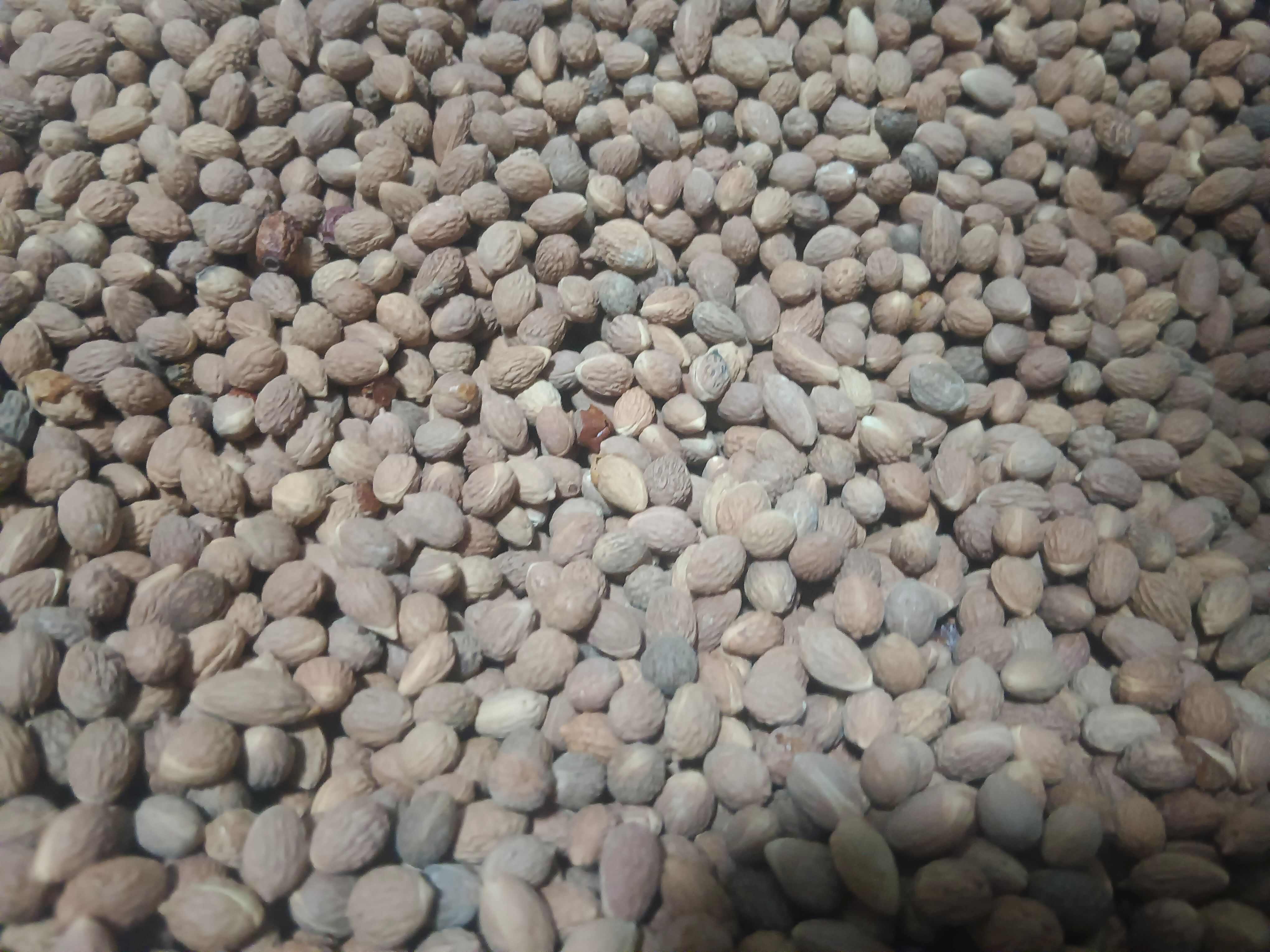 沂蒙山酸枣核子纯酸枣核子数量有限