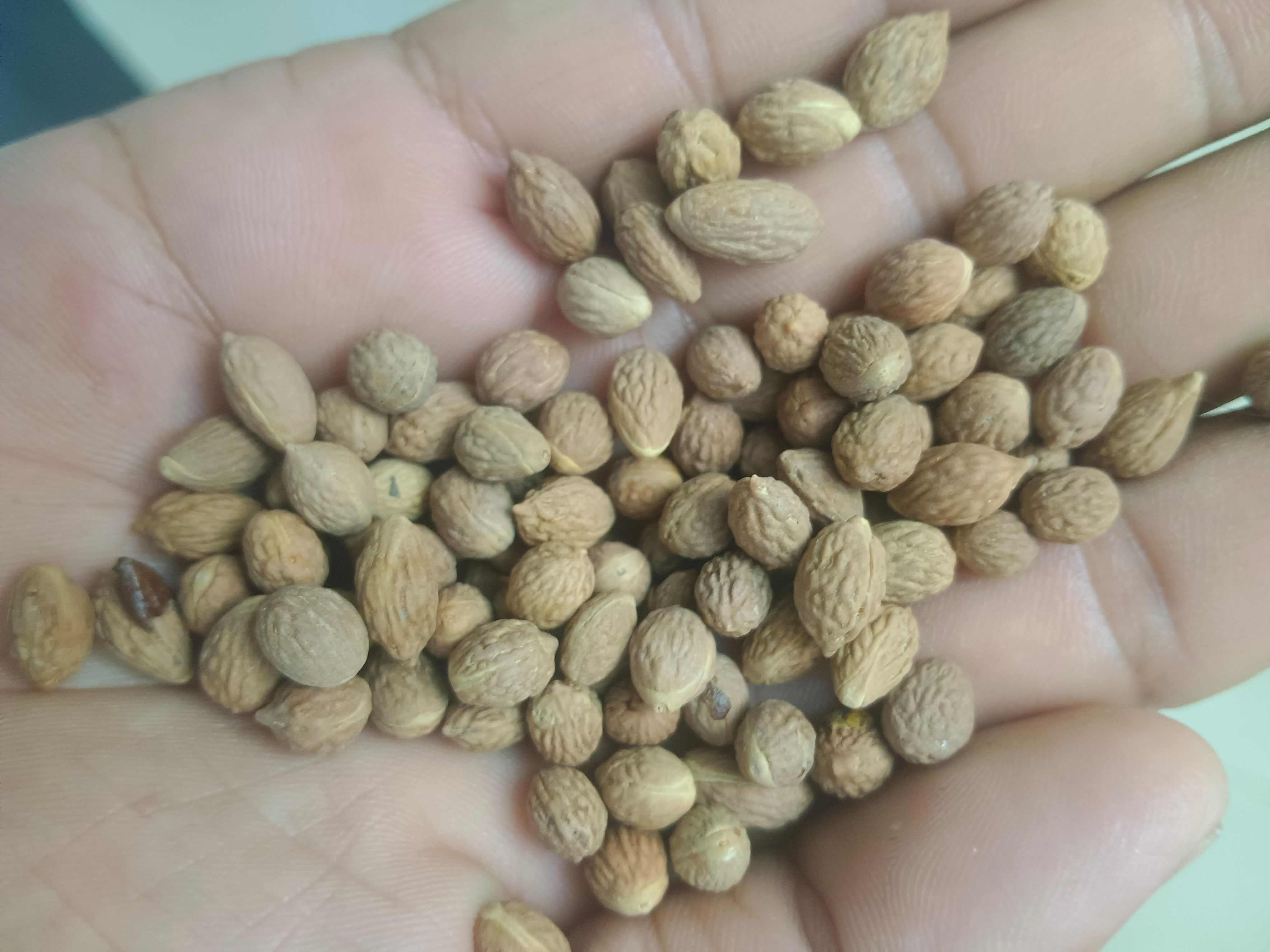 沂蒙山酸枣核子纯酸枣核子数量有限