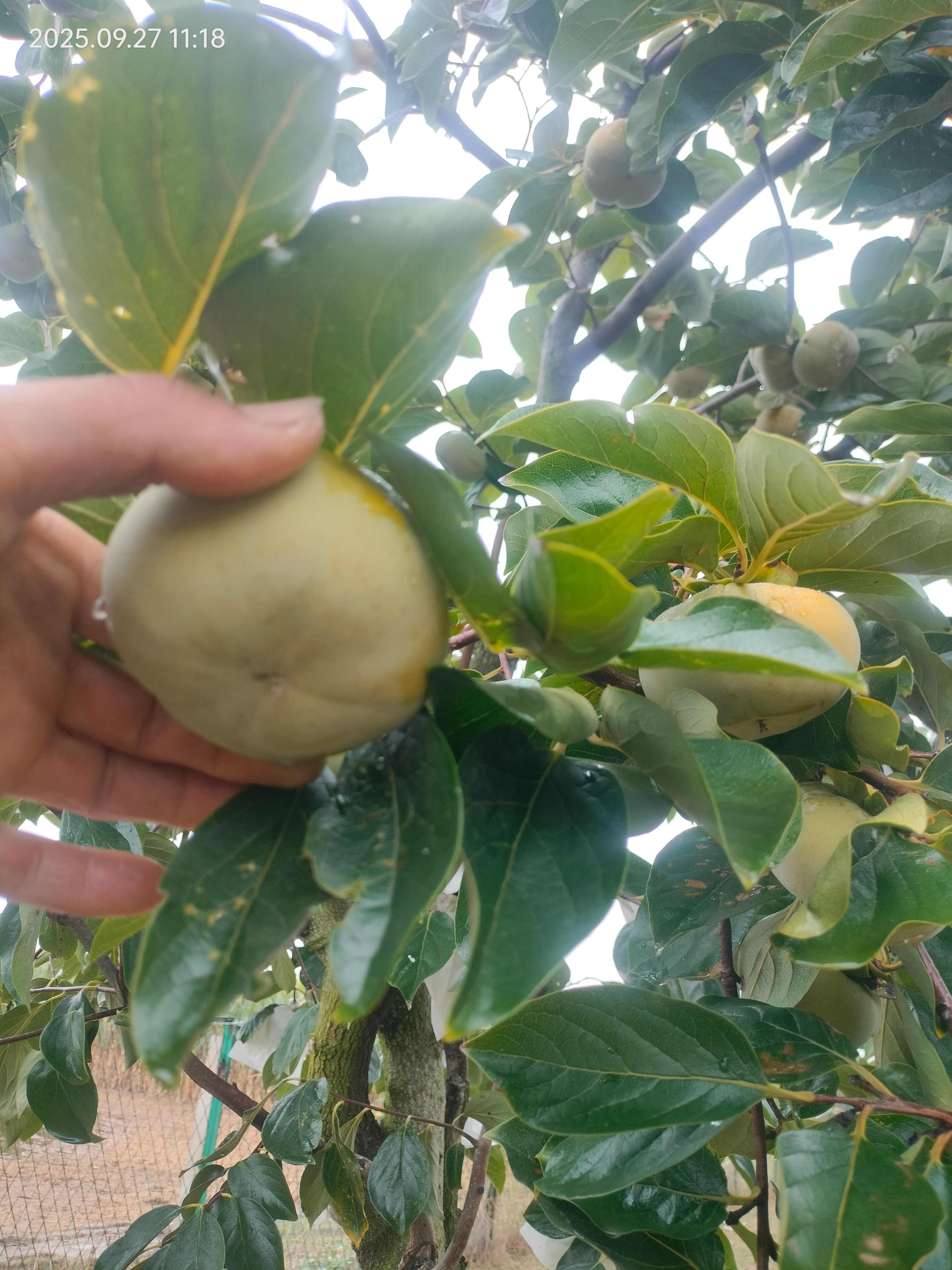 【脆柿滞销】现摘脆柿子脆甜批发新鲜现货当季无核整箱包邮