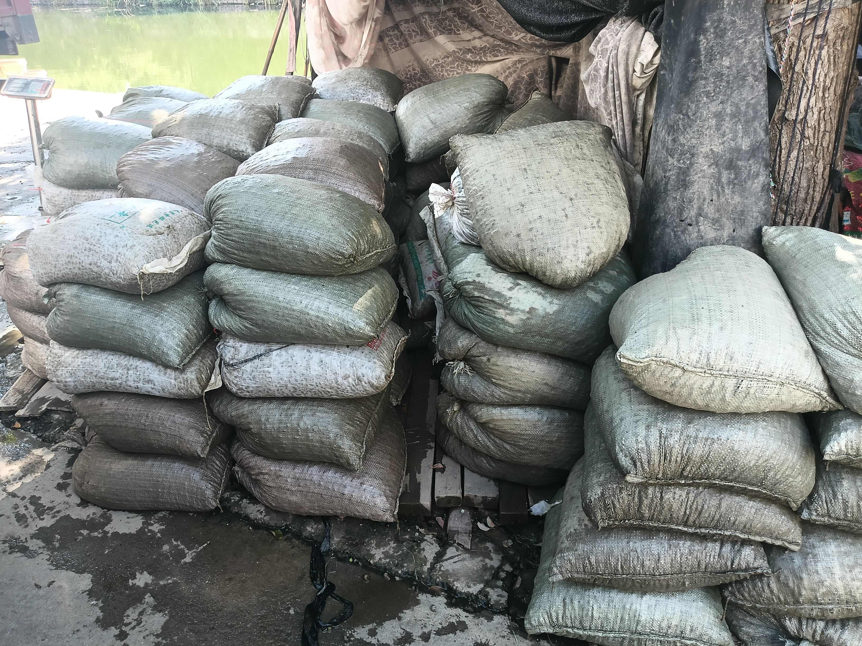 螺蛳，饲料螺批发！ 喂螃蟹，蚂蝗，青鱼