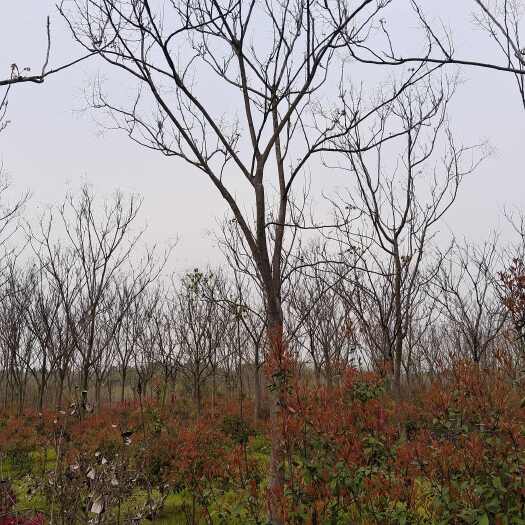 栾树、黄山栾树米径5一15公分的有现货供应!