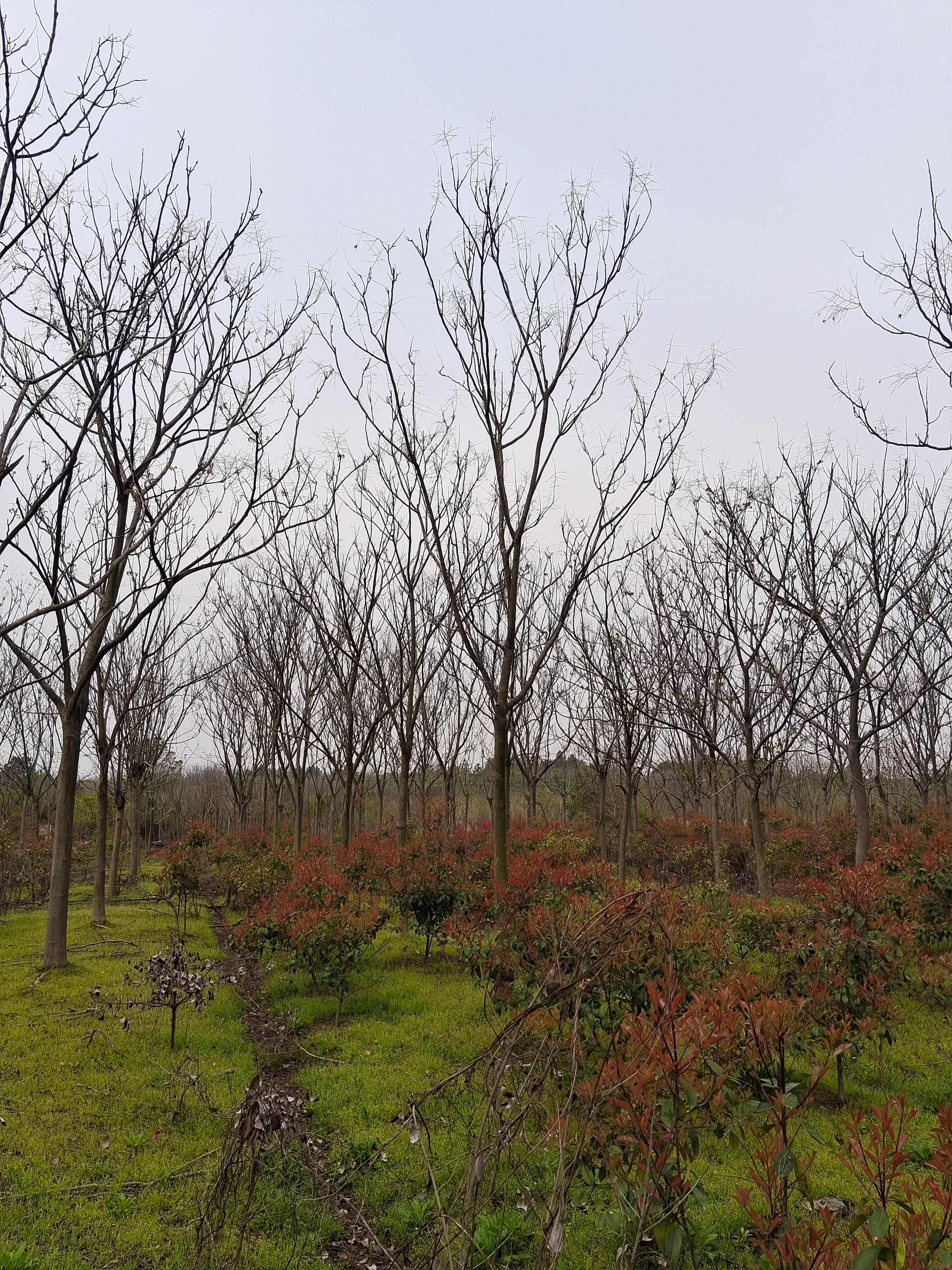 栾树、黄山栾树米径5一15公分的有现货供应！