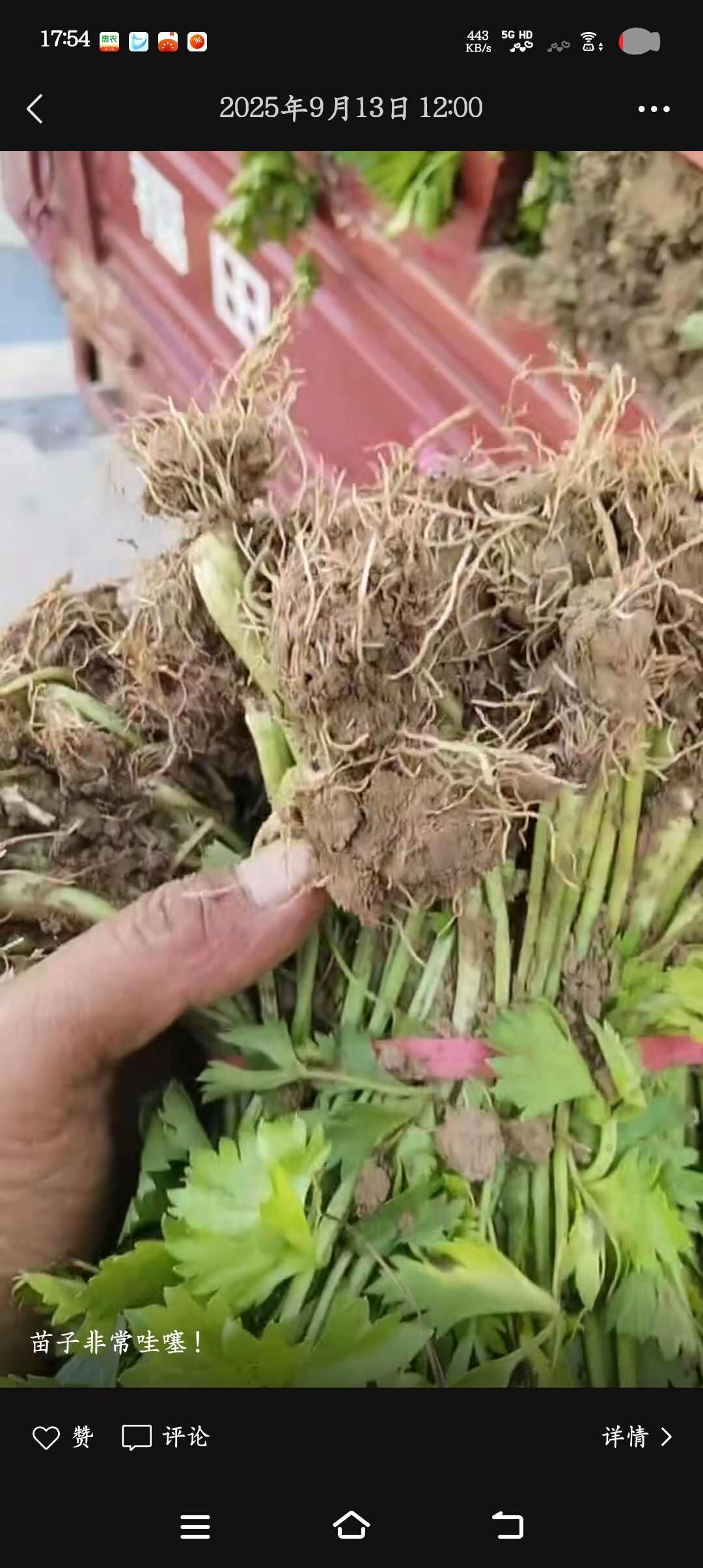 芹菜苗原产地