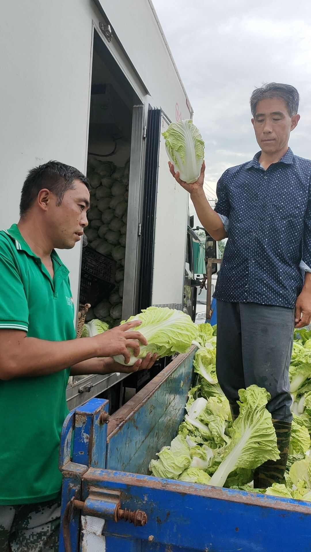 夏阳白菜上市了欢迎各地客户采购