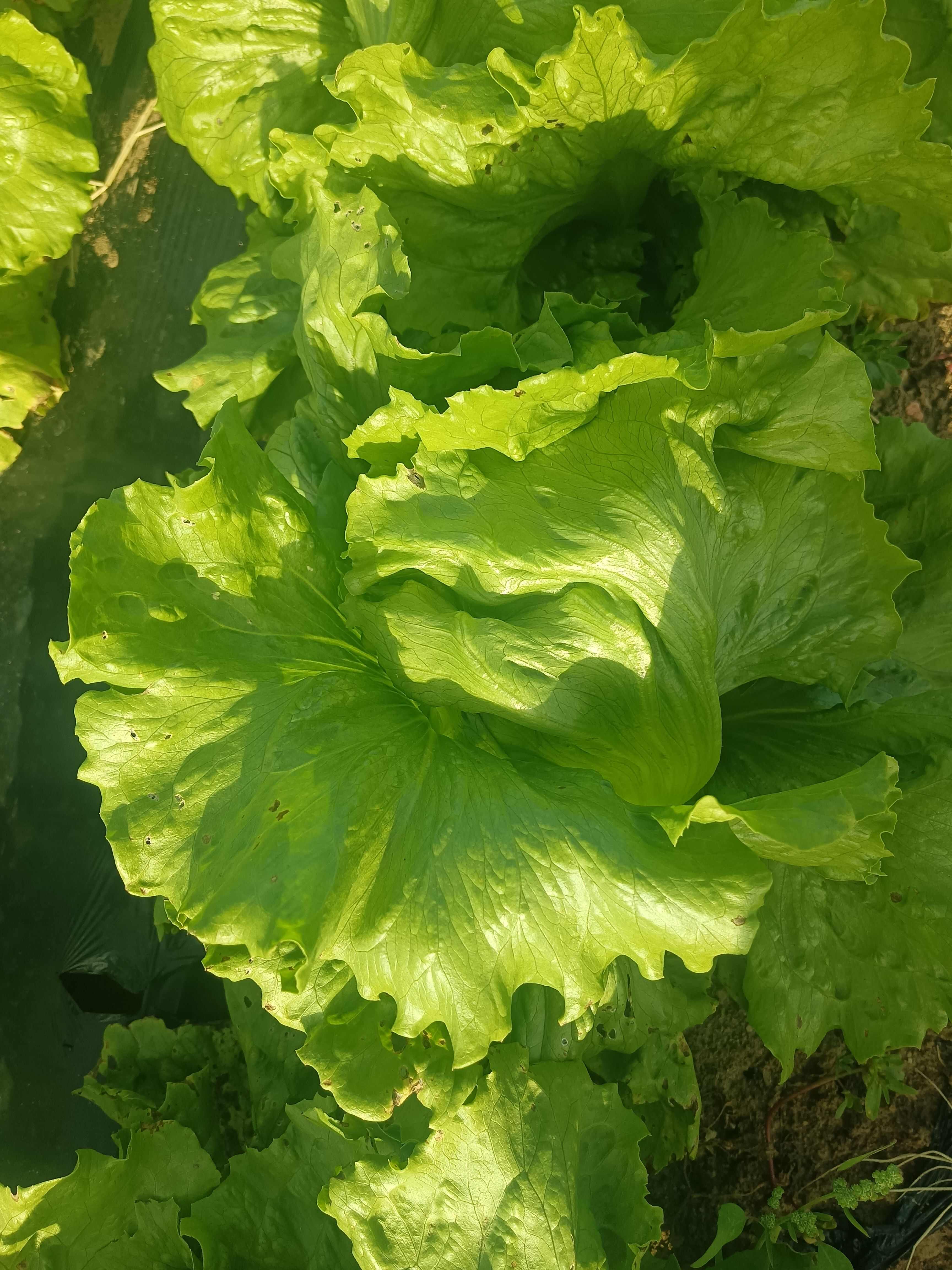 生菜，河北生菜，张家口生菜，阳原生菜，蔚县生菜，深井生菜