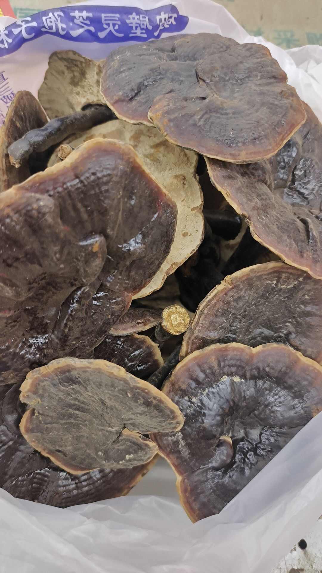 灵芝紫灵芝金边灵芝紫芝白底带柄灵芝包邮