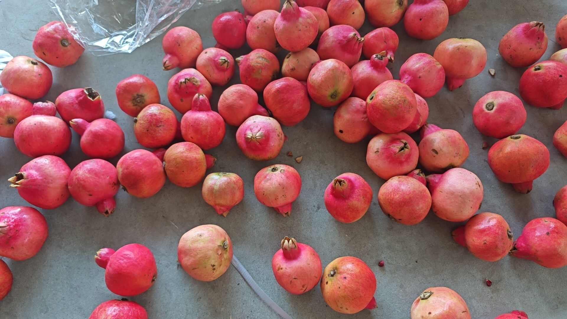 红皮石榴小果