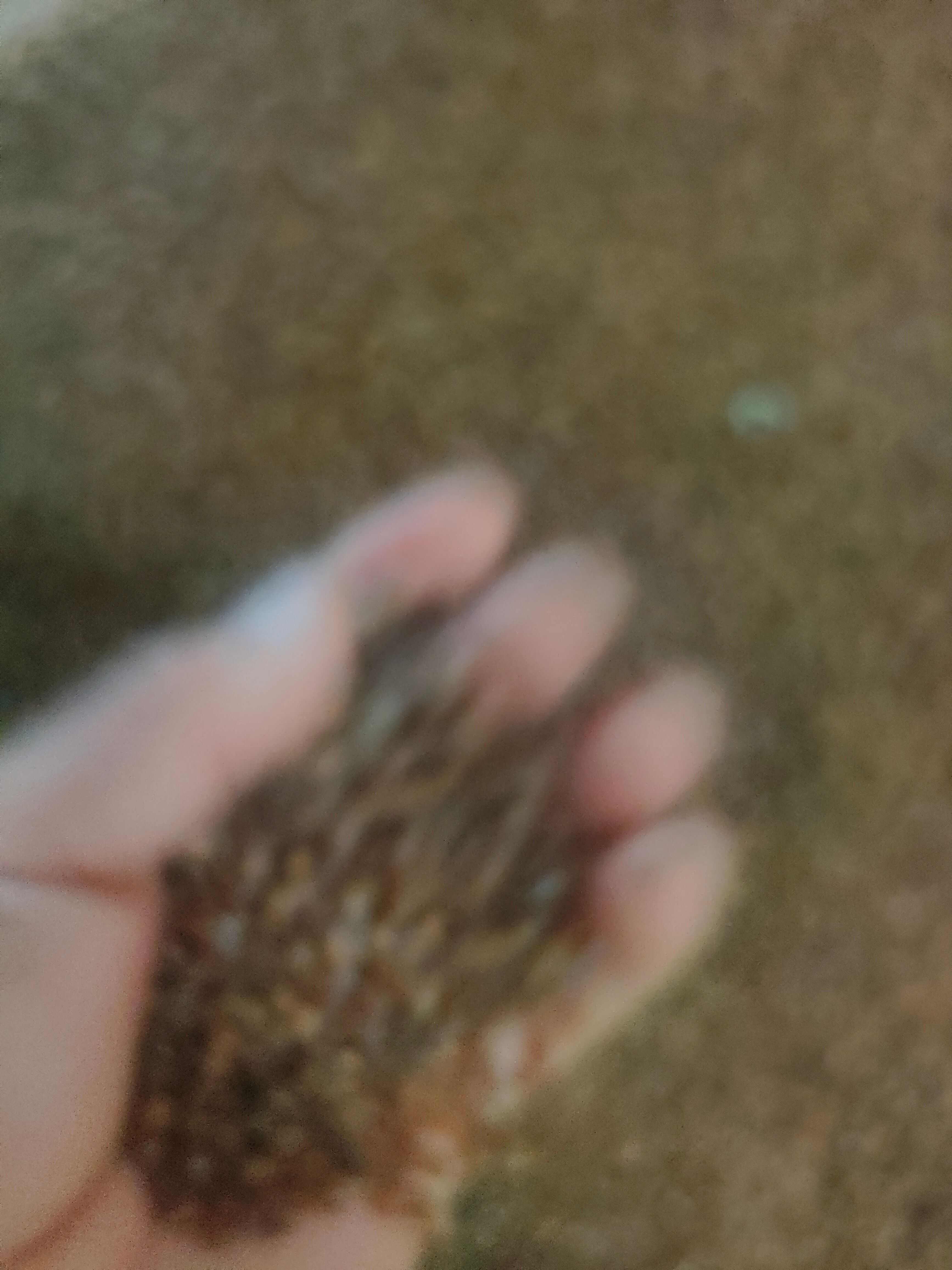 黄精种子，净