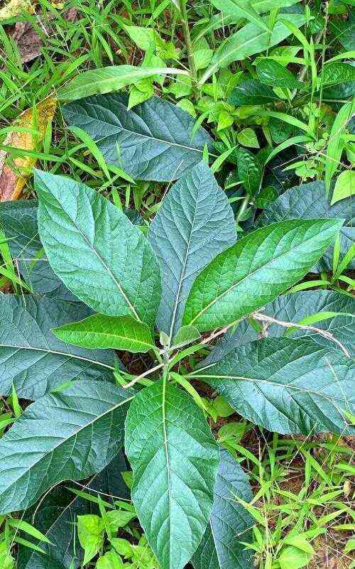 南宁南非叶批发（干，湿都有）