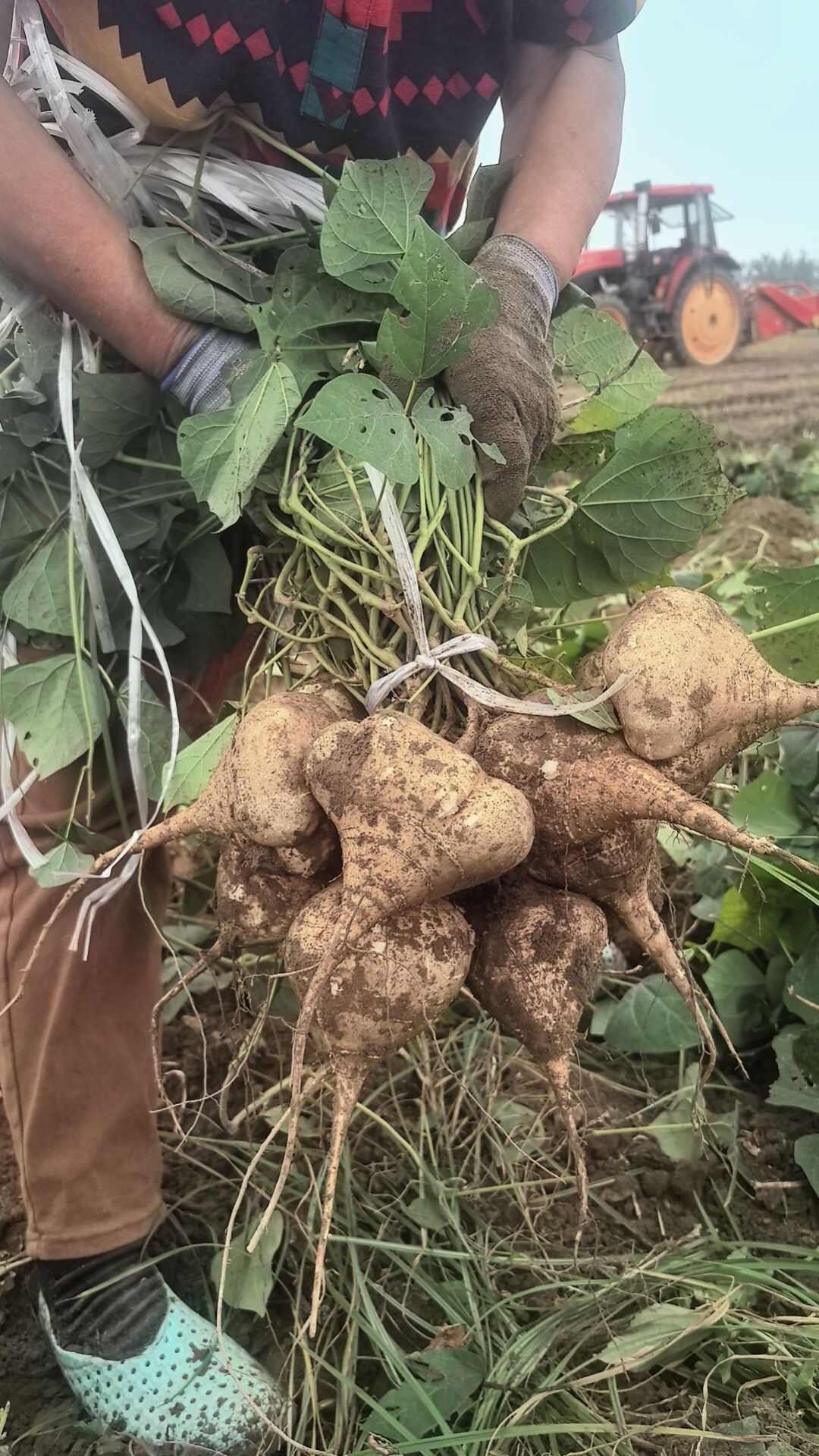 湖北天门凉薯 新鲜根茎蔬菜 产地直发
