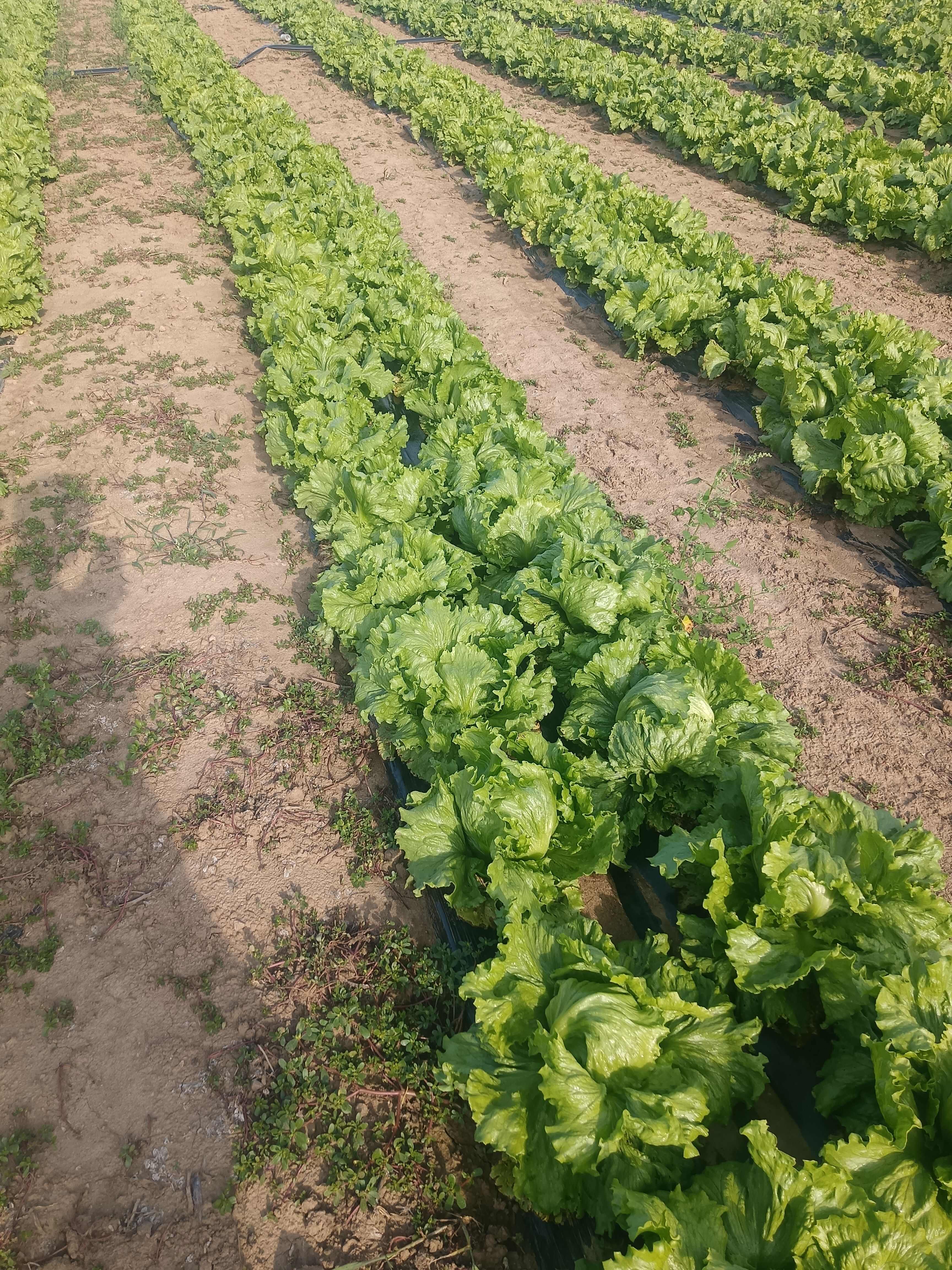 生菜，河北生菜，张家口生菜，阳原生菜，蔚县生菜，深井生菜