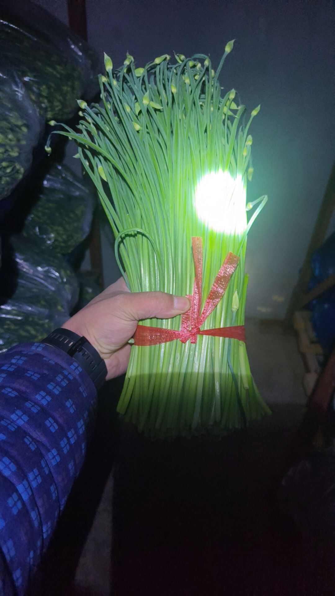 精品冷库韭苔