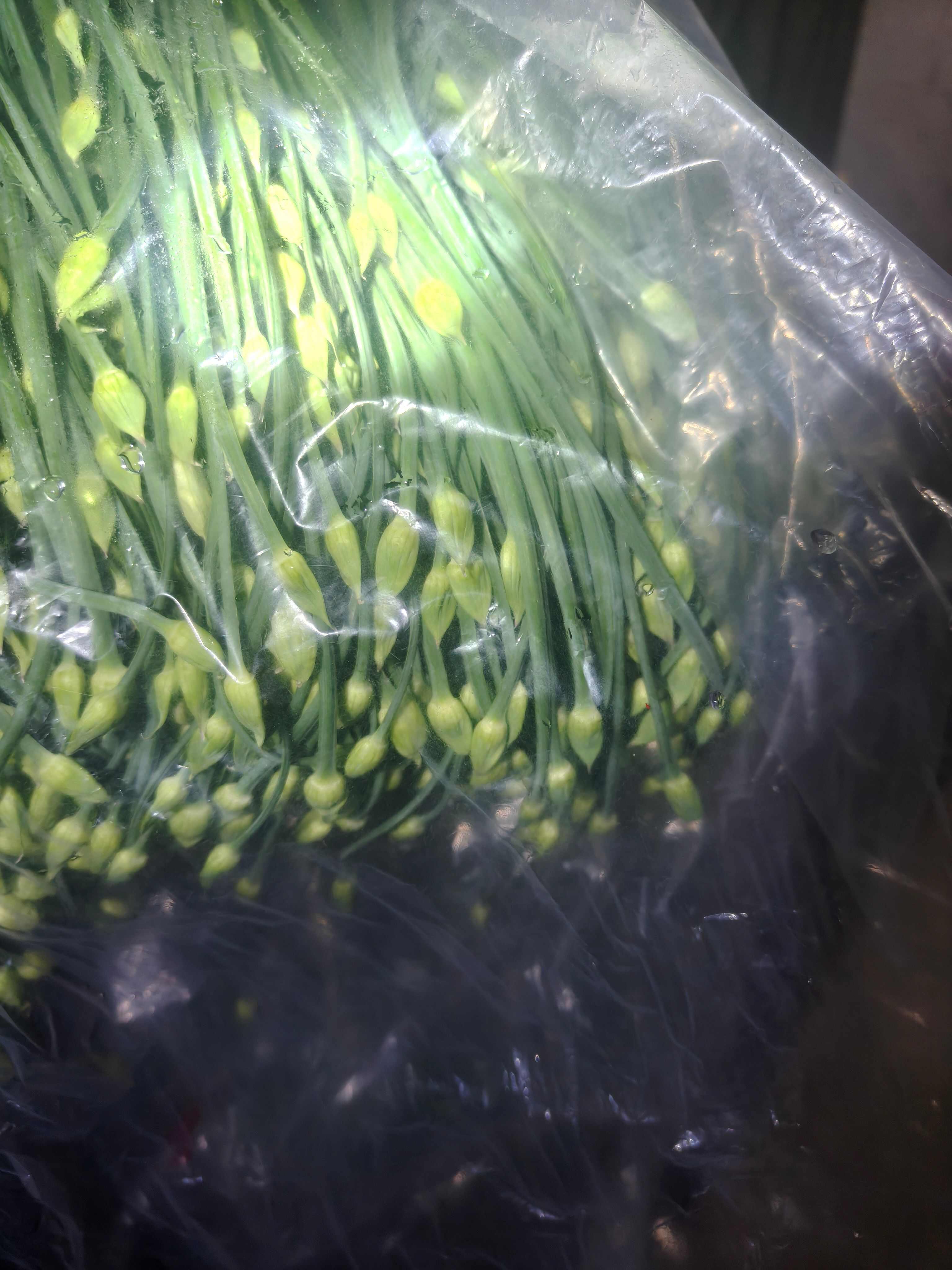 精品冷库韭苔