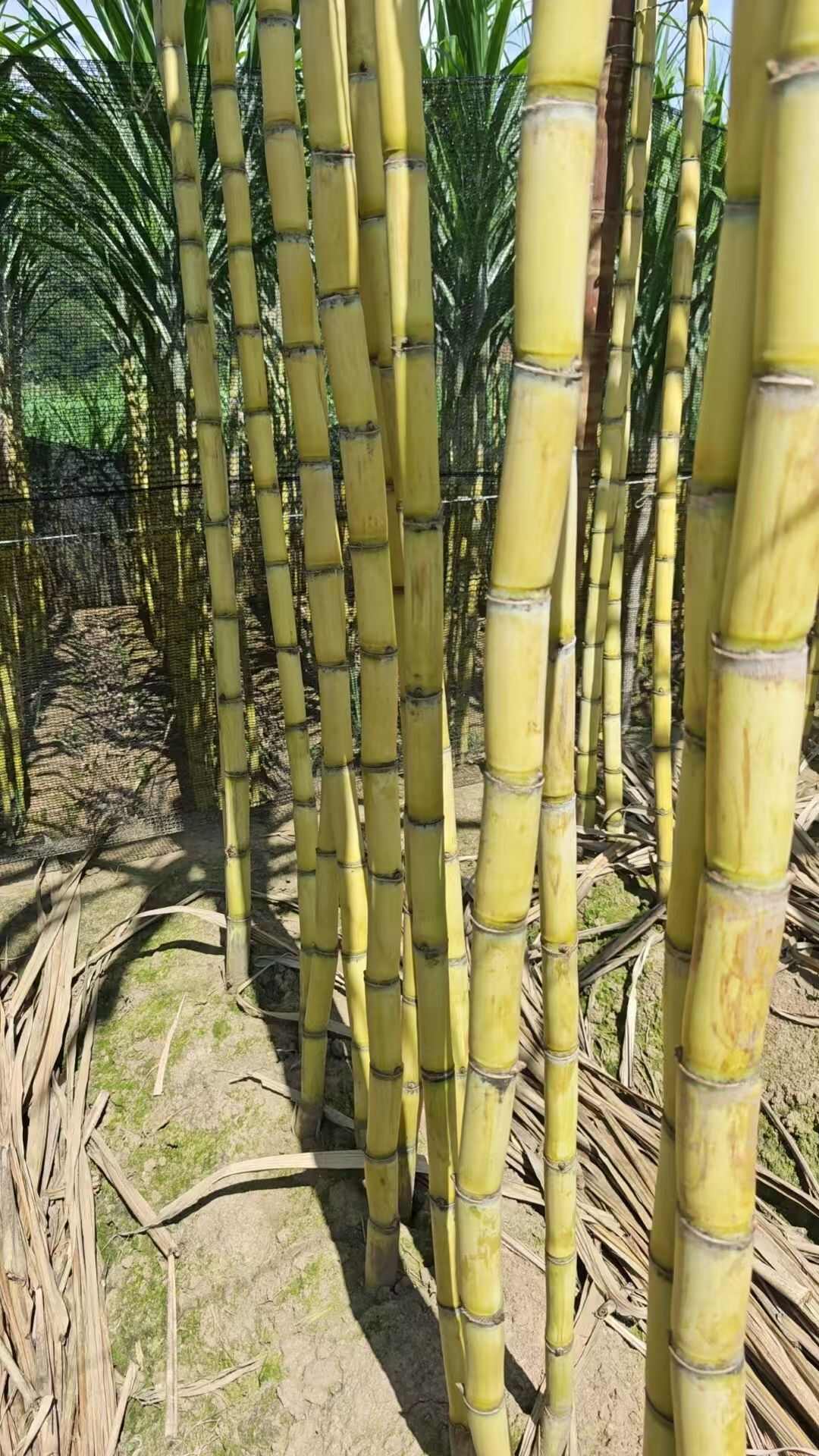 甘蔗