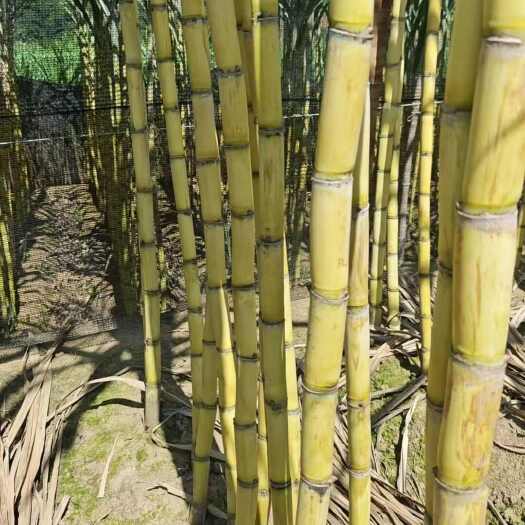 泸西县甘蔗