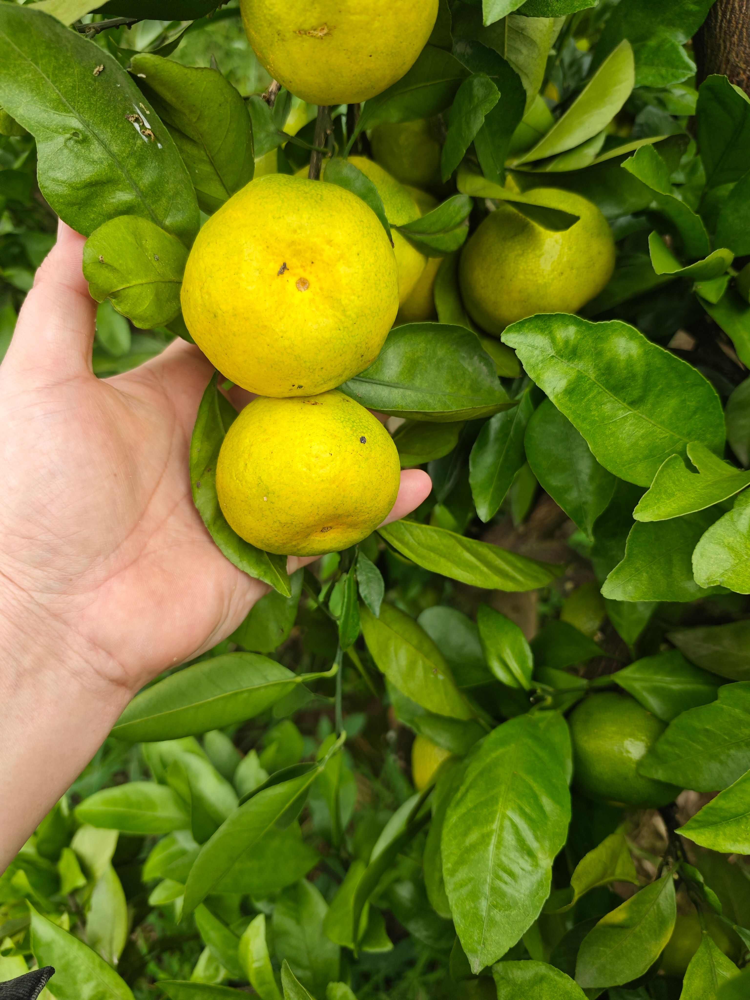 湖南早熟蜜桔