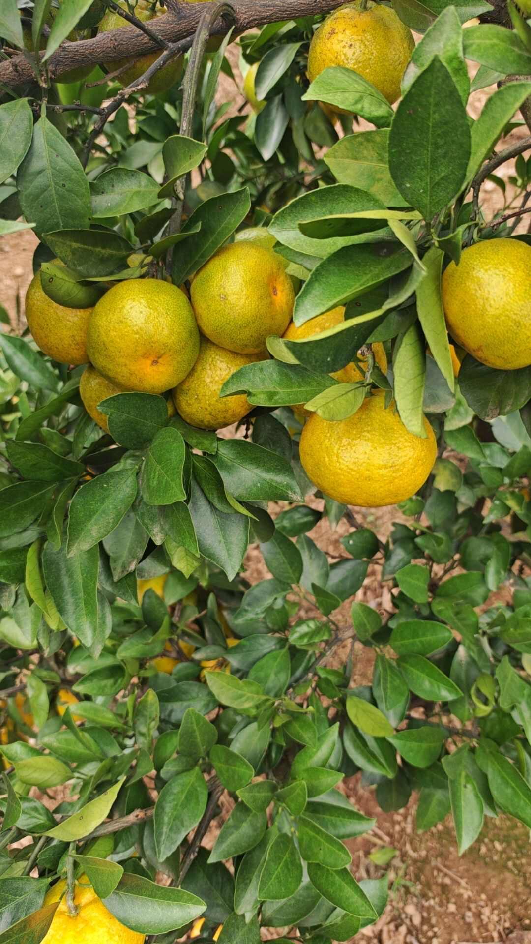 湖南早熟蜜桔