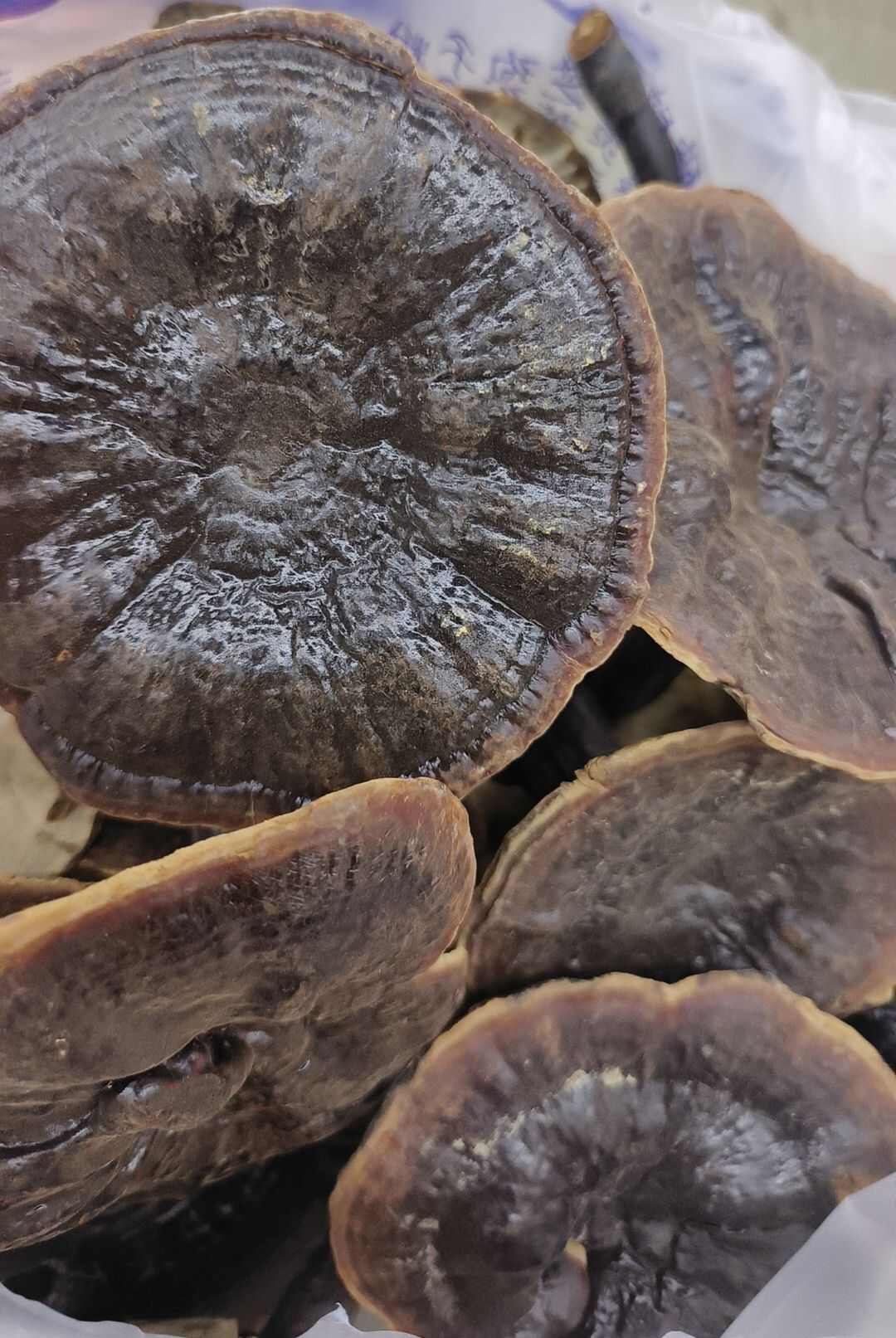 灵芝紫灵芝金边灵芝紫芝白底带柄灵芝包邮