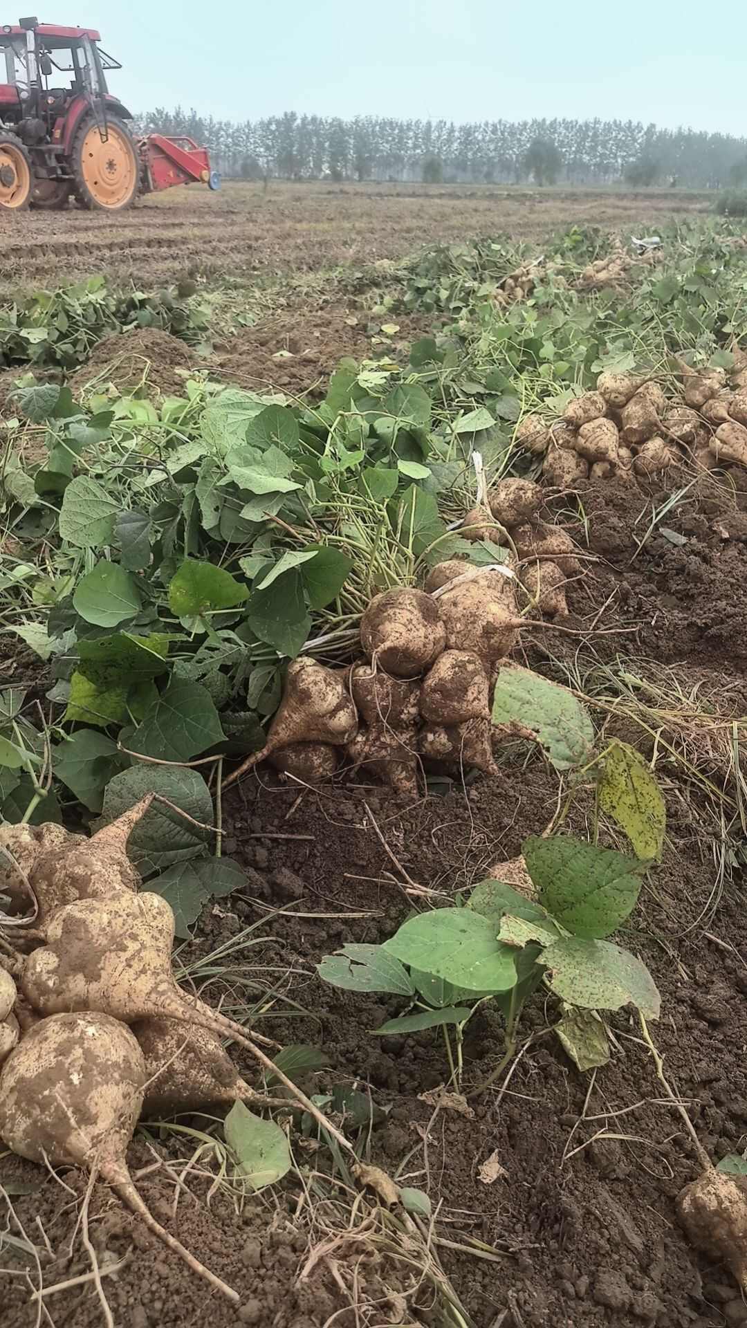 湖北天门凉薯 新鲜根茎蔬菜 产地直发
