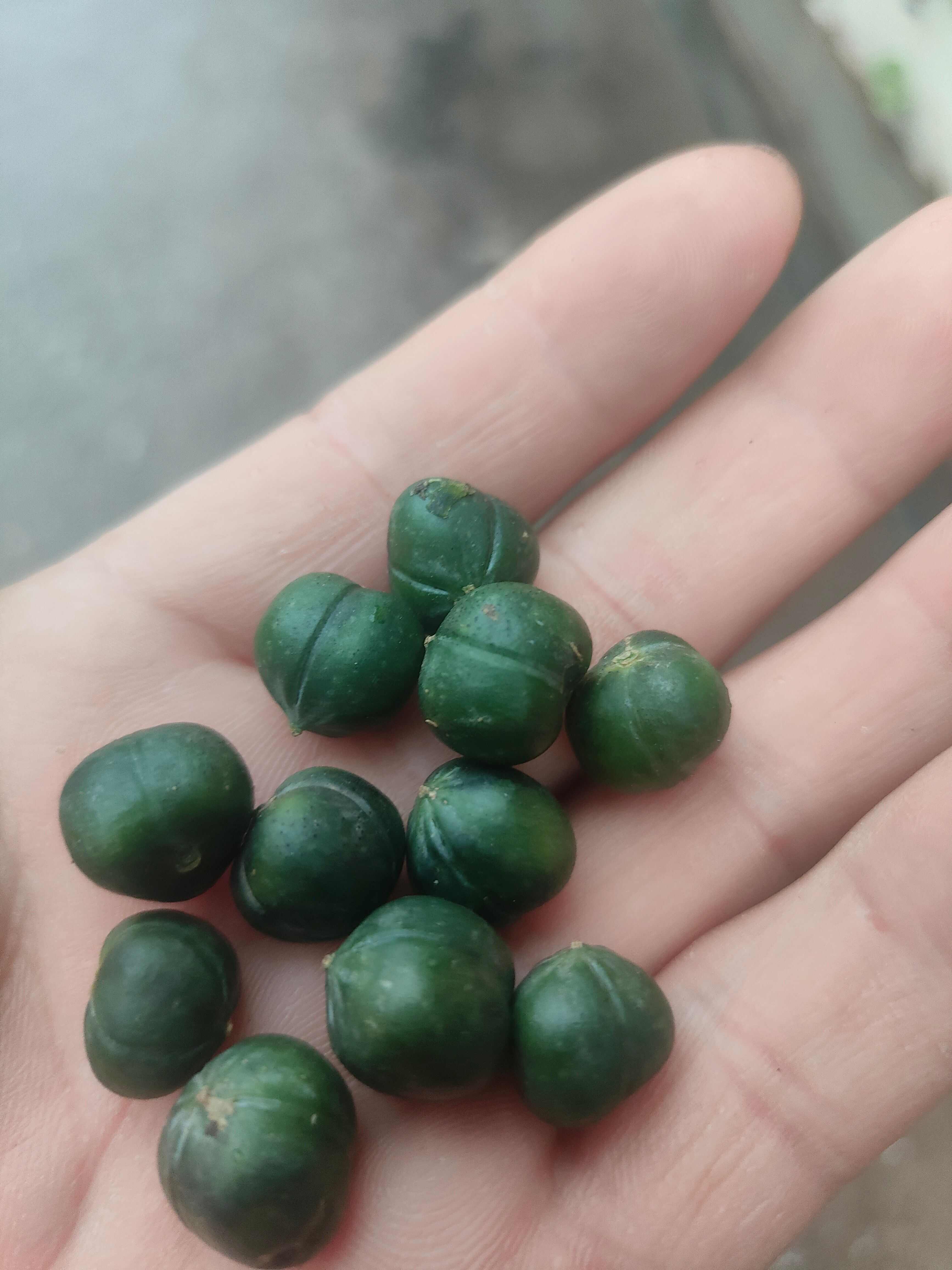 黄精种子，净