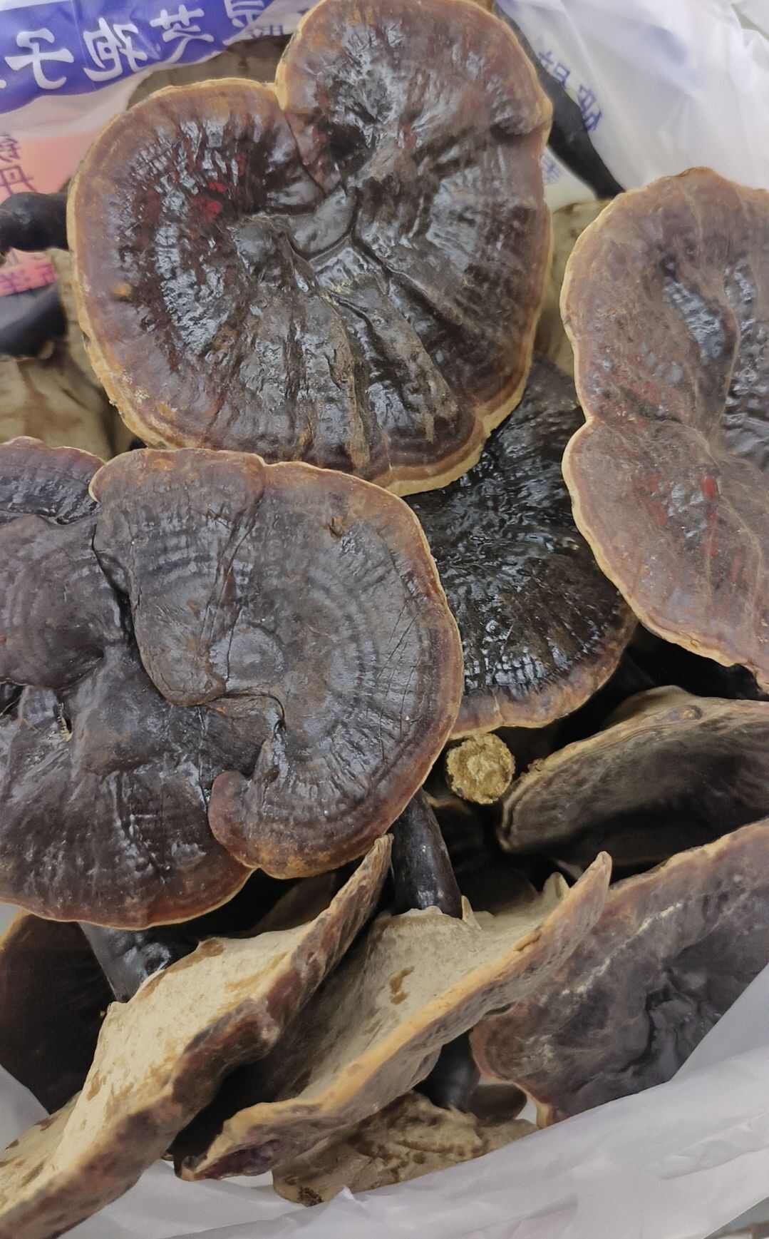 灵芝紫灵芝金边灵芝紫芝白底带柄灵芝包邮