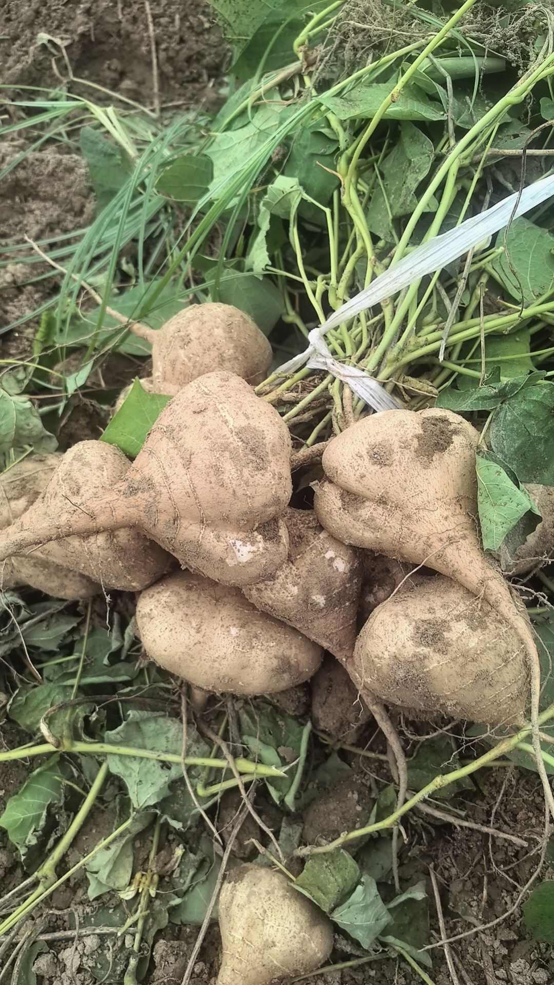湖北天门凉薯 新鲜根茎蔬菜 产地直发