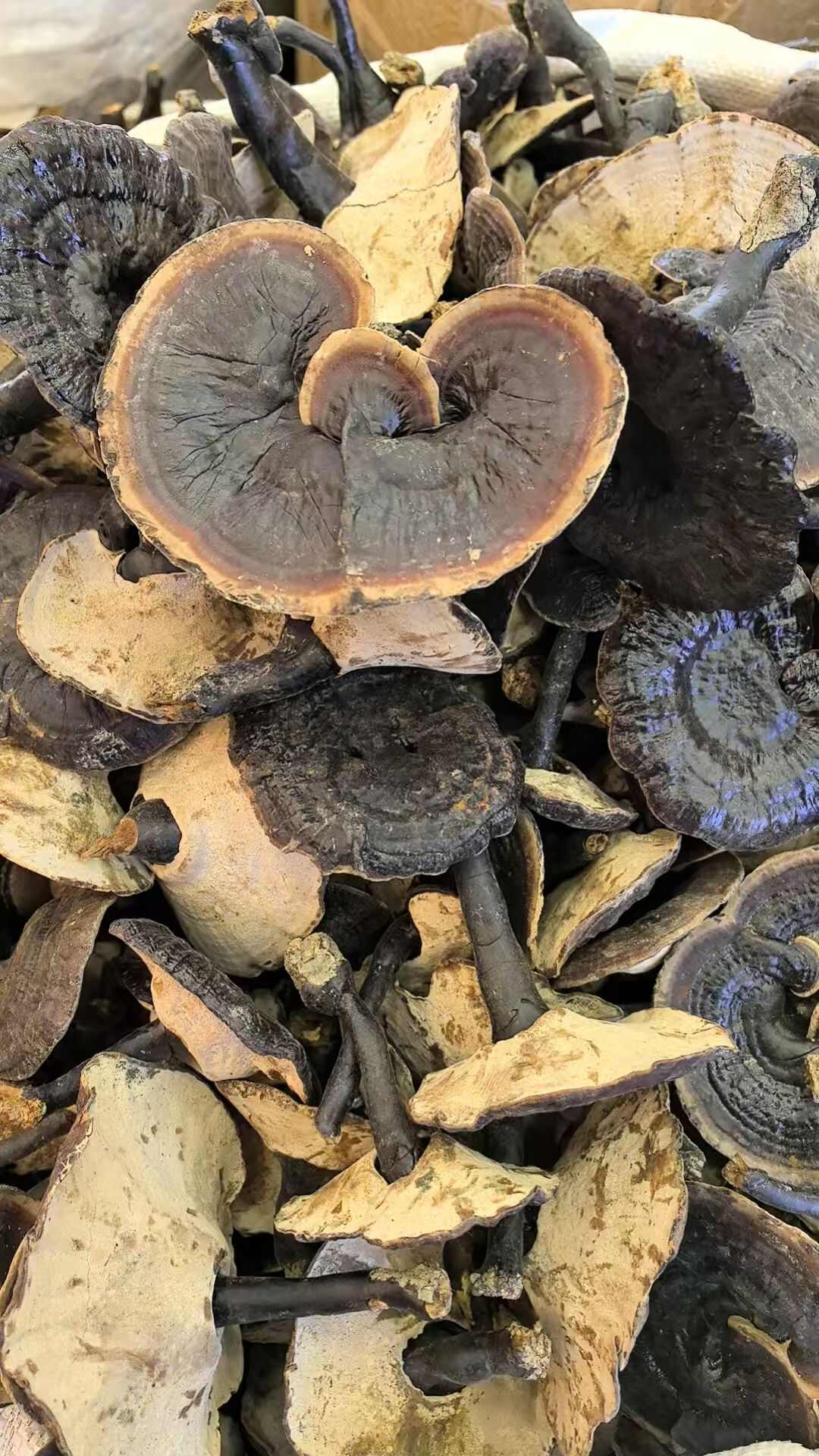 灵芝紫灵芝金边灵芝紫芝白底带柄灵芝包邮