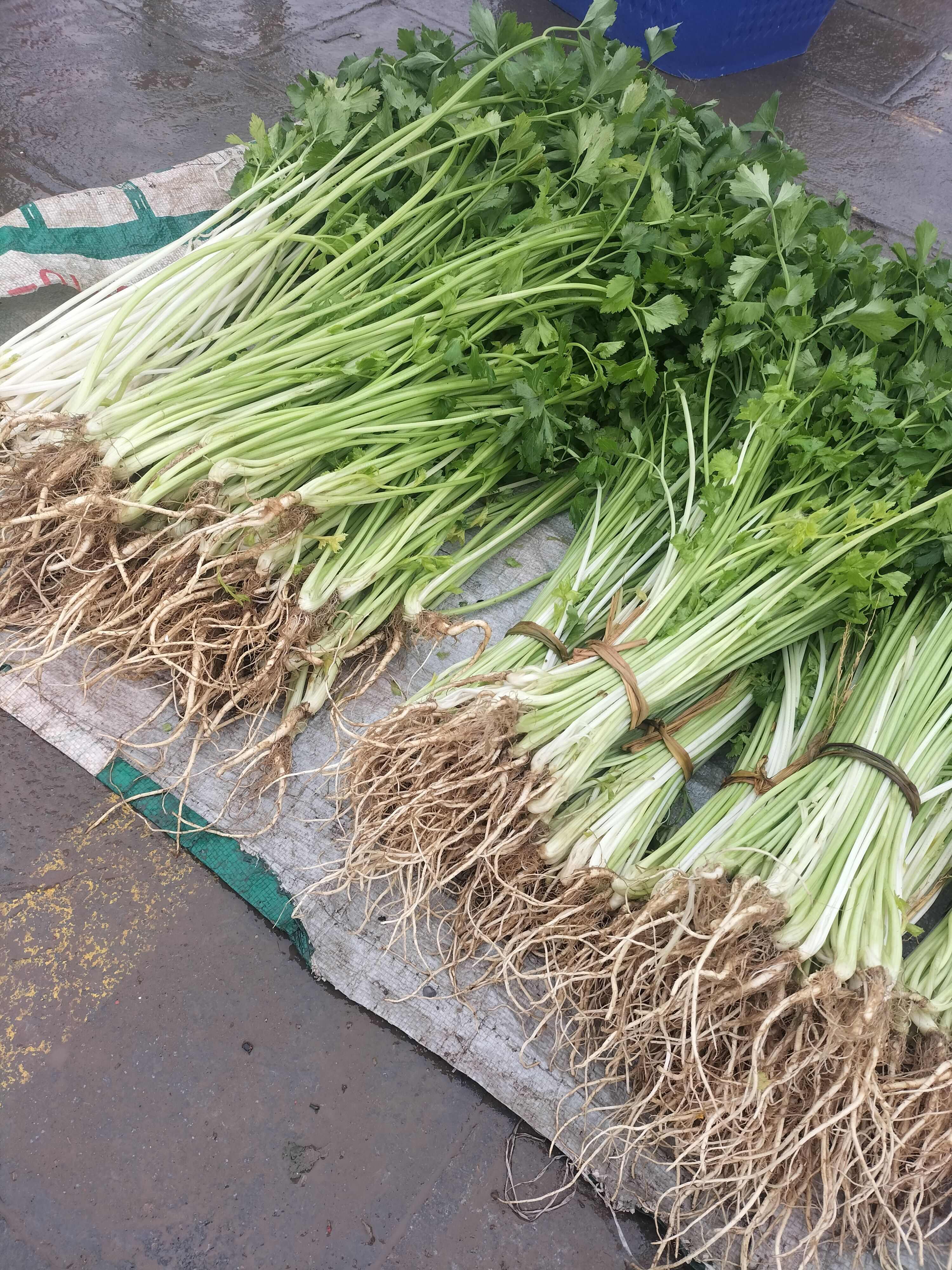黔山翡翠，香脆天成——贵州高山生态香芹