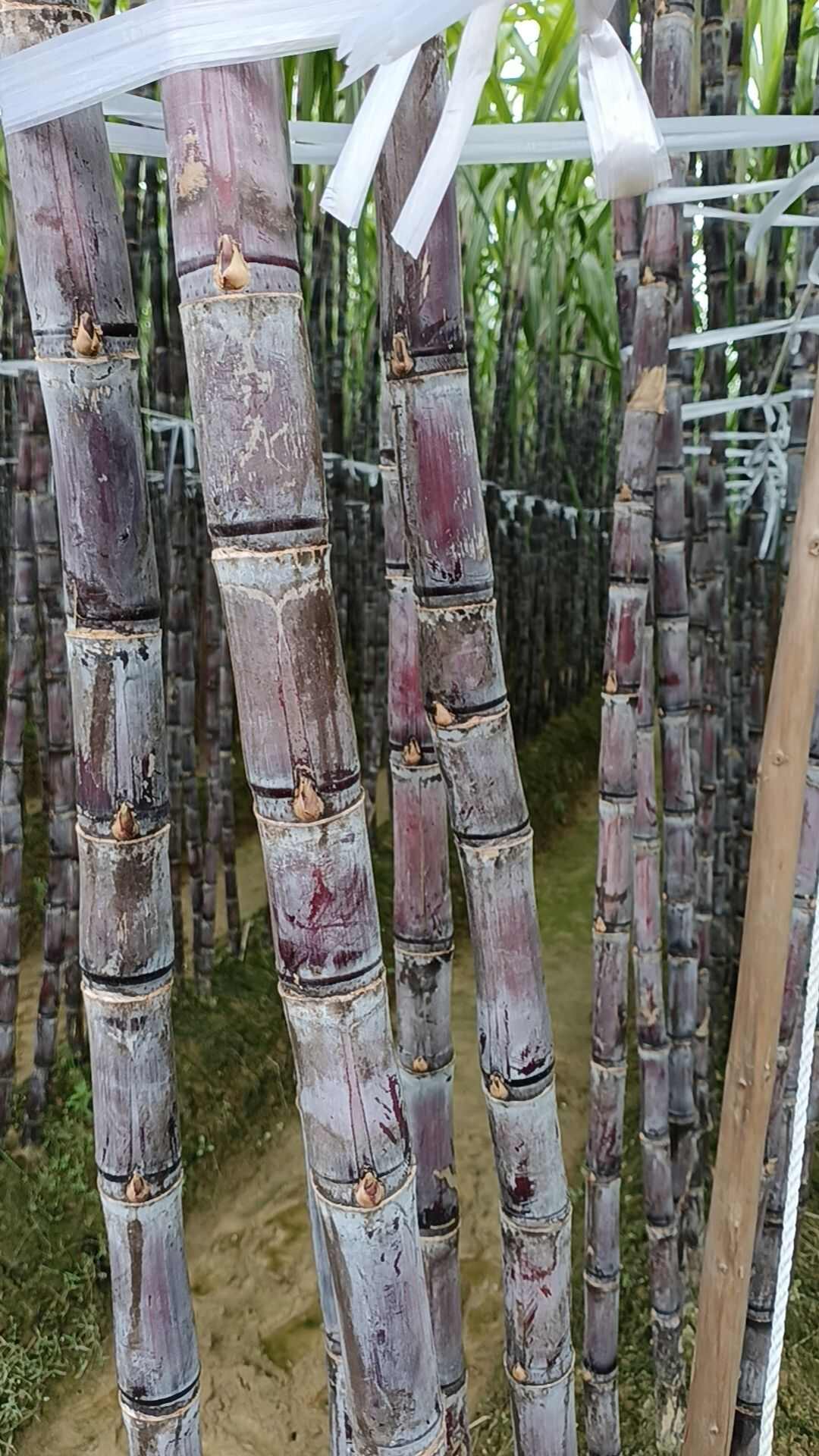 广西南宁黄金甘蔗    黑皮甘蔗
