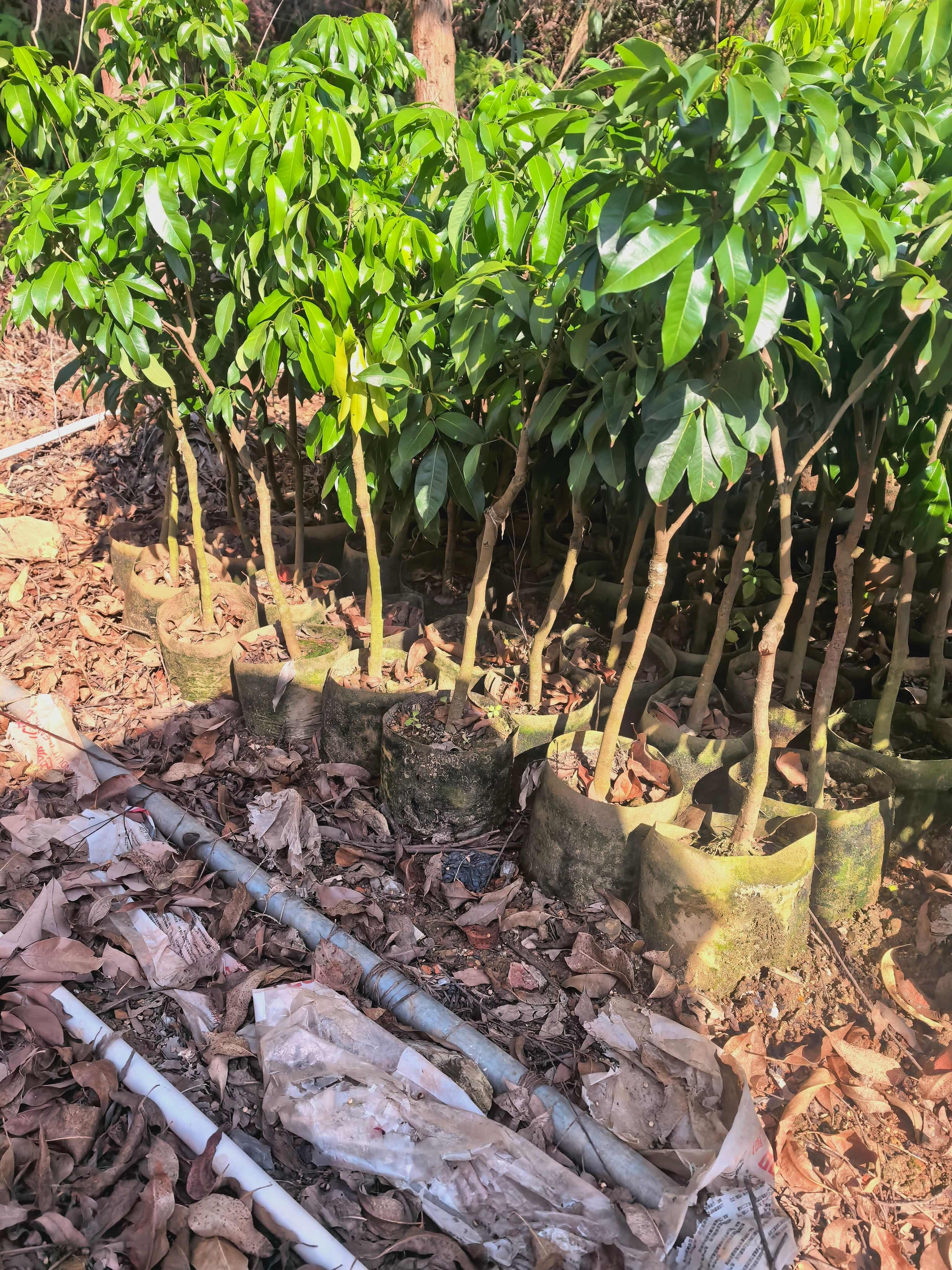 【热卖】广西灵山无核嫁接荔枝苗水果苗带土发货量大批发一手货源