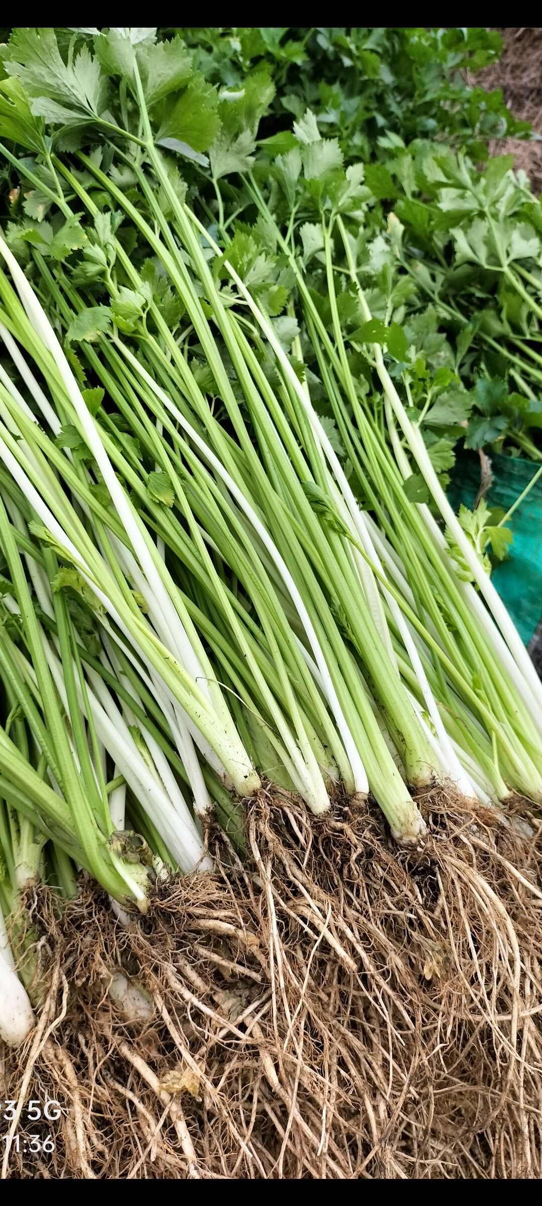黔山翡翠，香脆天成——贵州高山生态香芹