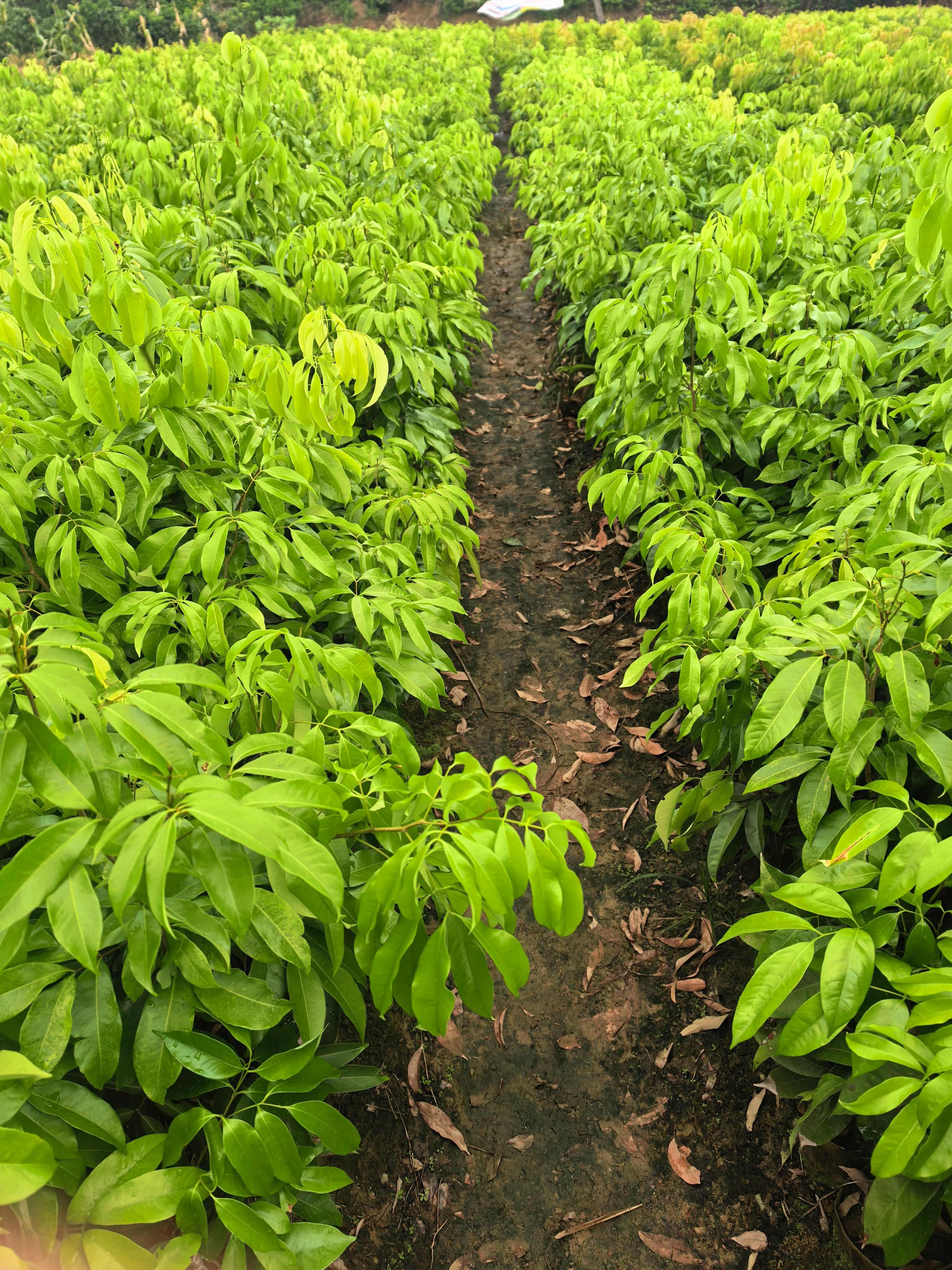 【热卖】广西灵山无核嫁接荔枝苗水果苗带土发货量大批发一手货源