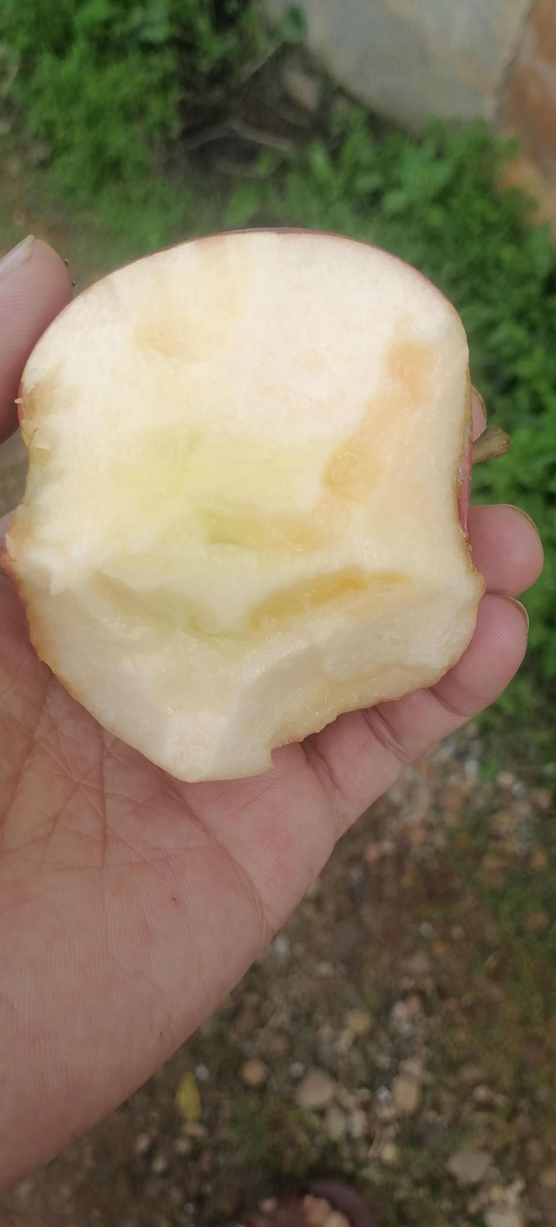 云南昭通鲁甸苹果。拒绝批发，只接受零售。