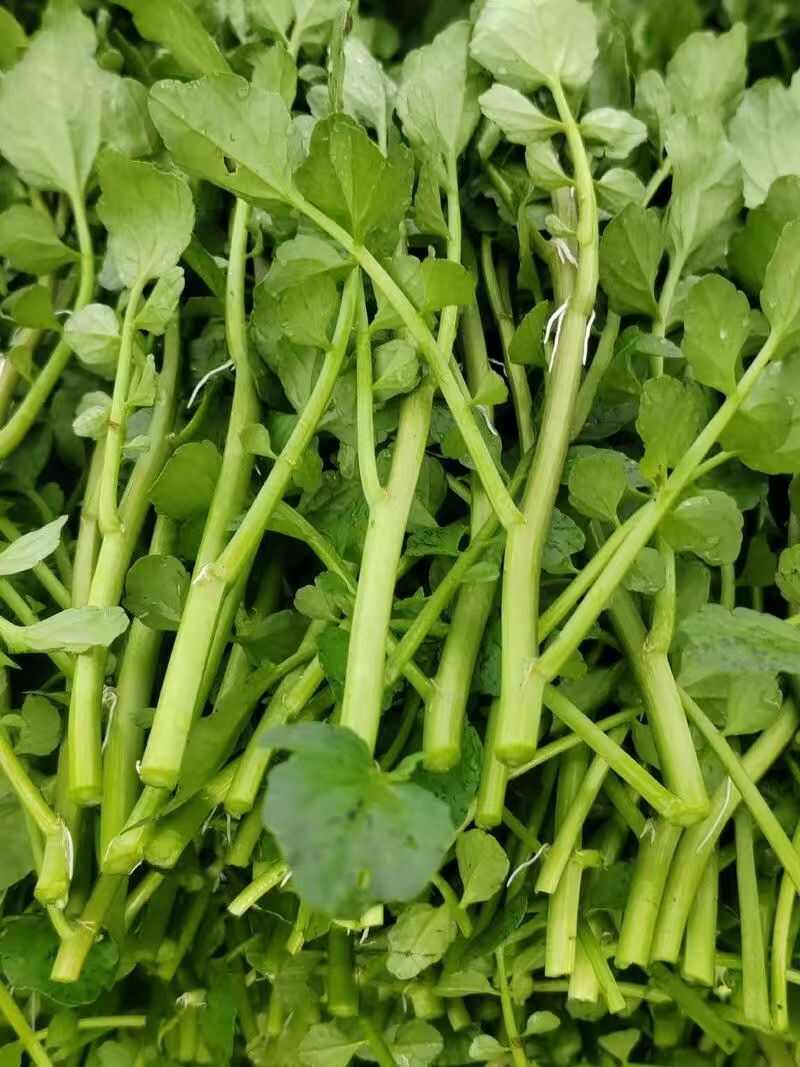 当季绿色有机农场种植新鲜西洋菜