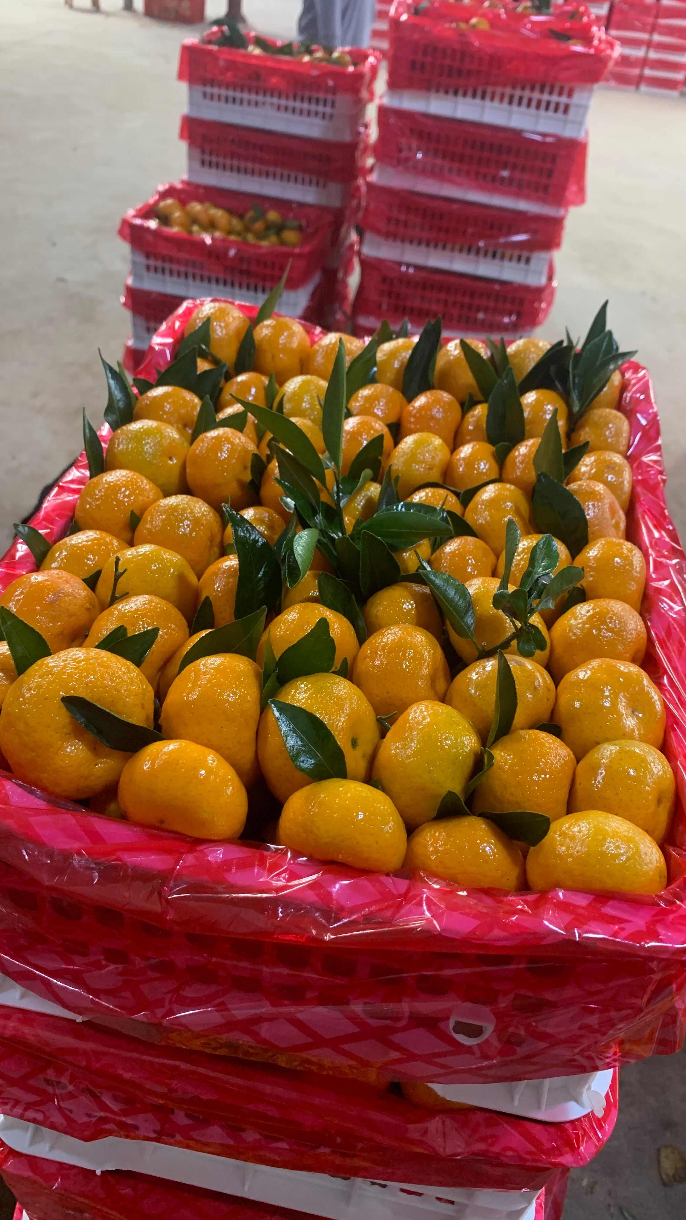 南丰小蜜橘外贸出口中亚国家俄罗斯哈萨克斯坦！多年经验货源足