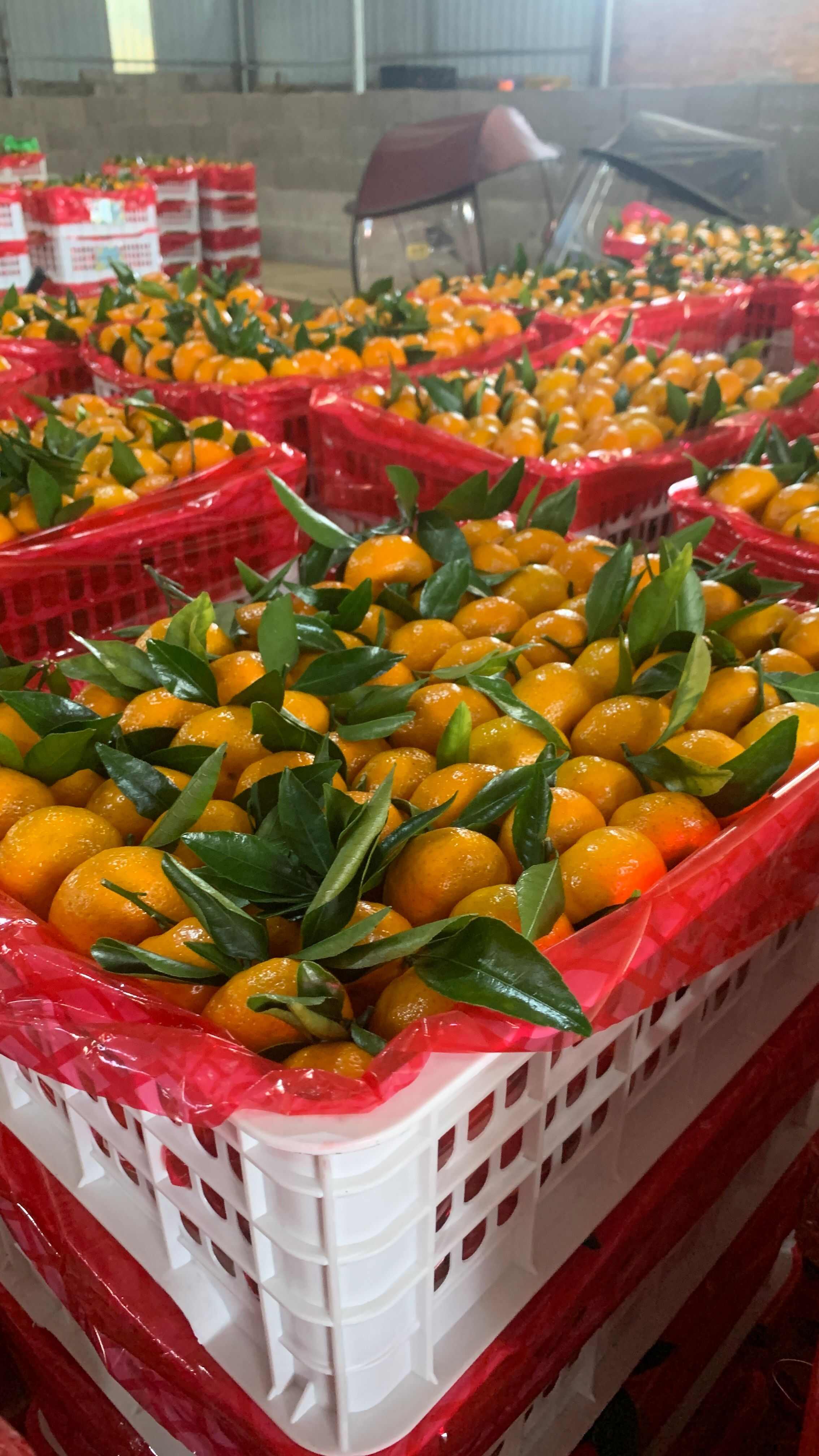 南丰小蜜橘外贸出口中亚国家俄罗斯哈萨克斯坦！多年经验货源足