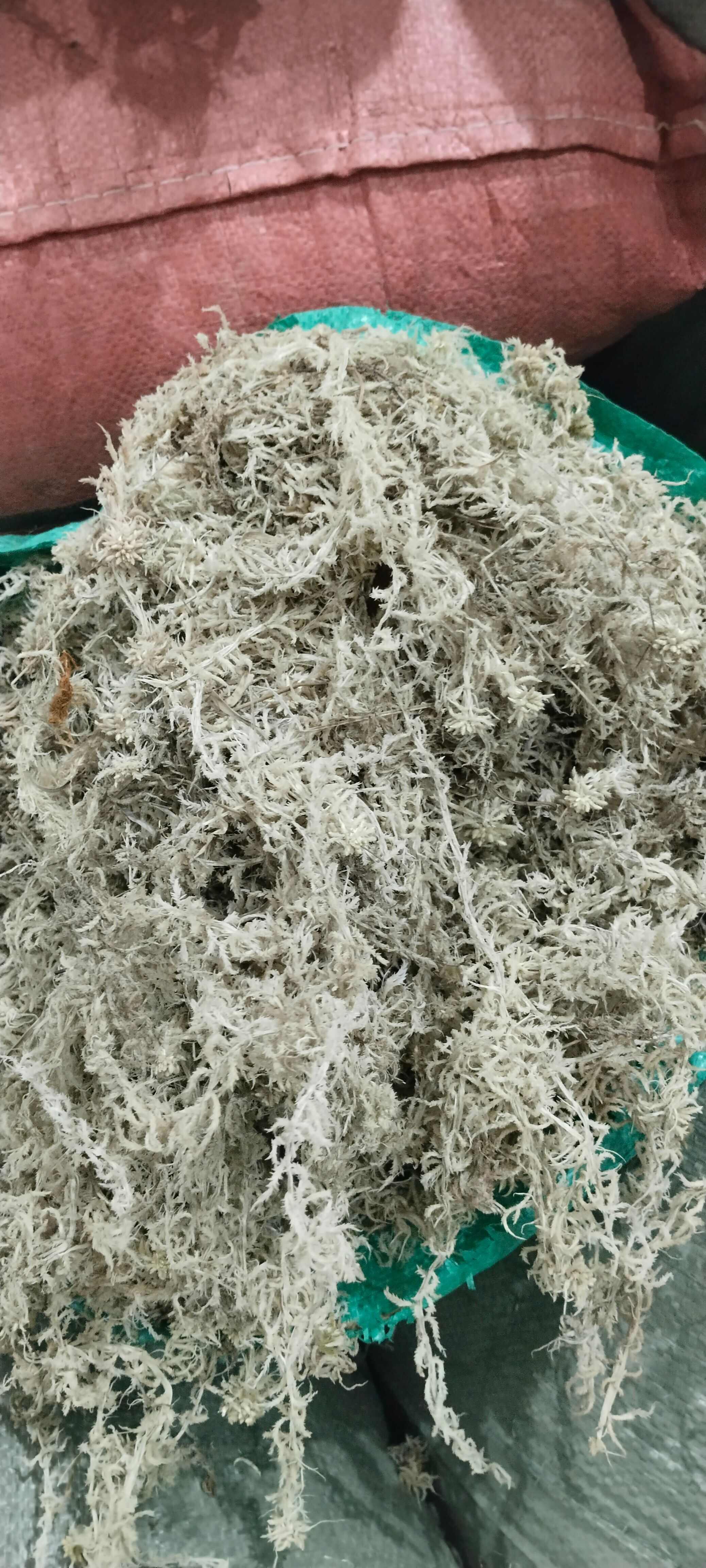 海花草