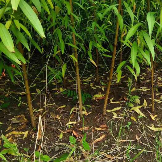 苍溪县毛桃树苗实生桃苗砧木苗嫁接专用毛桃树苗根系发达基地直发
