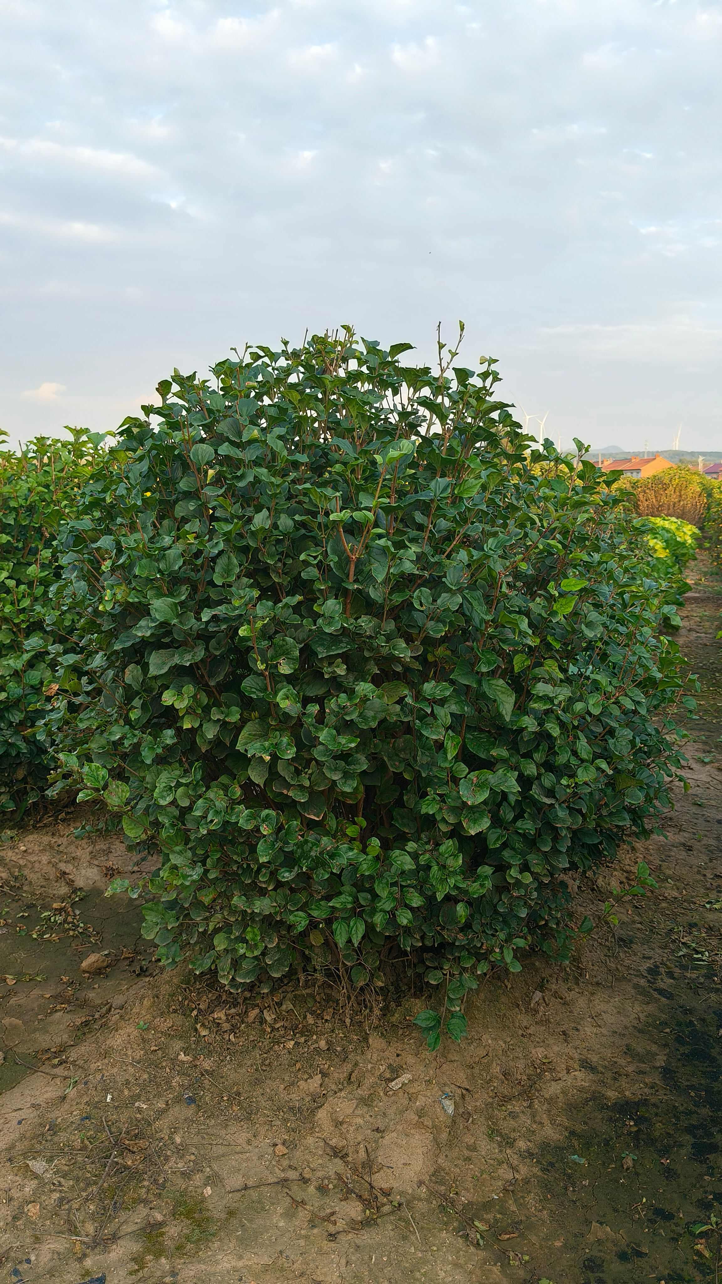 小叶丁香球，四季丁香，小叶丁香大田苗