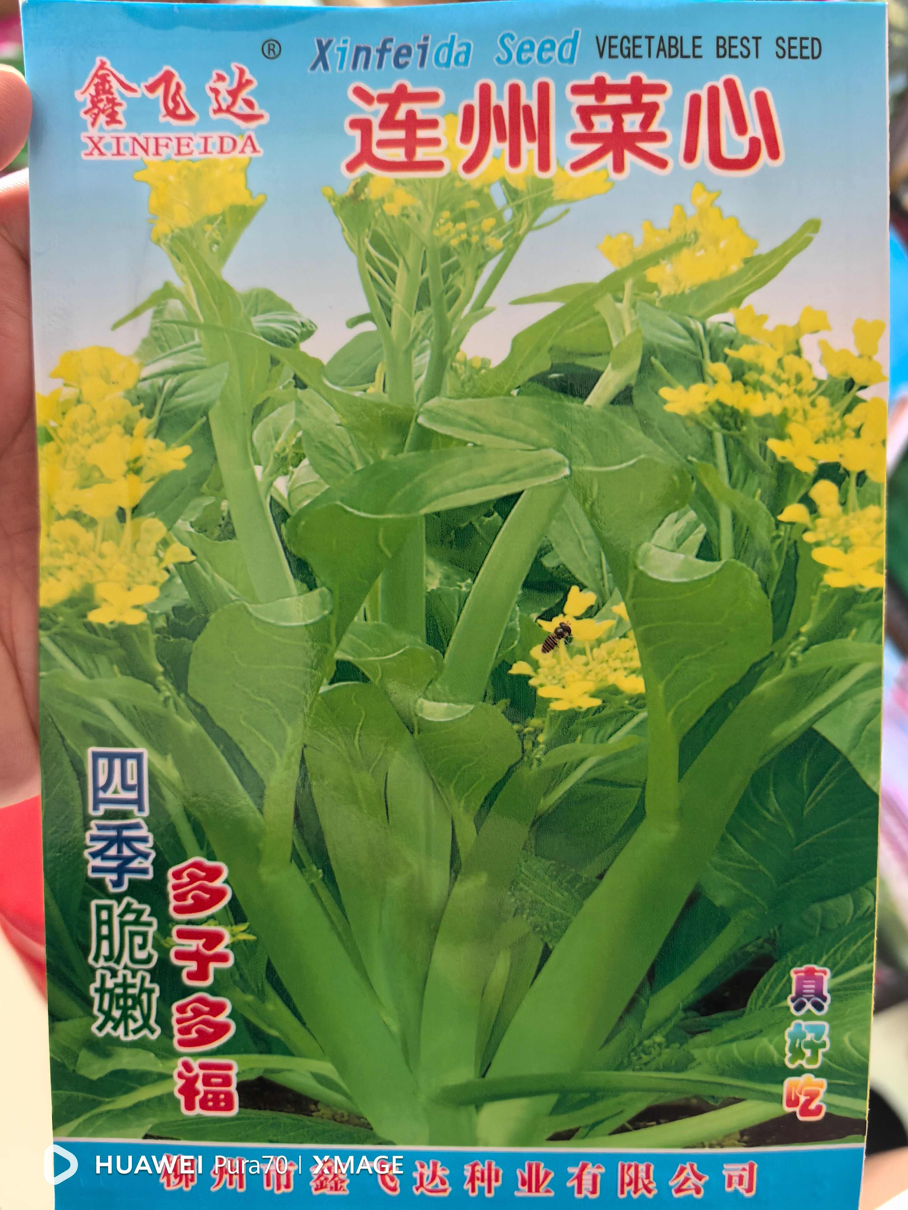 连州菜心种子秋冬季种植高产蔬菜种子大全