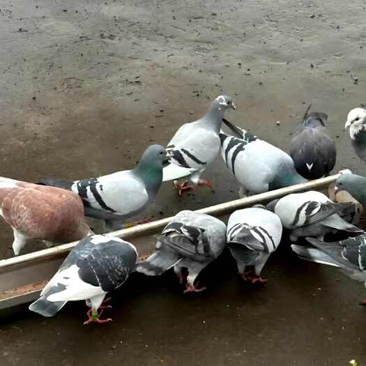 信鸽肉鸽批发