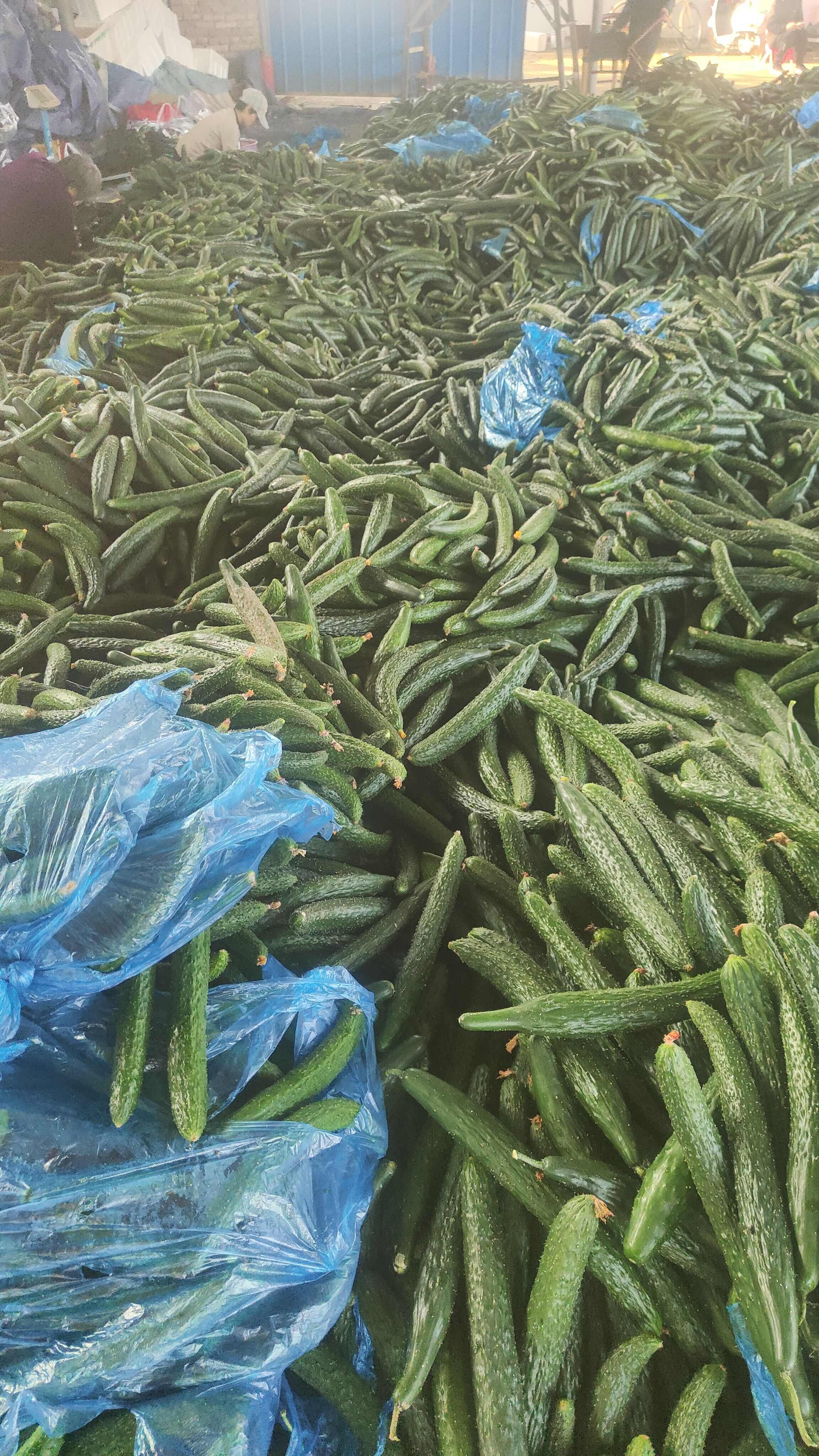 密刺黄瓜–酱菜厂黄瓜–食堂黄瓜–电商黄瓜