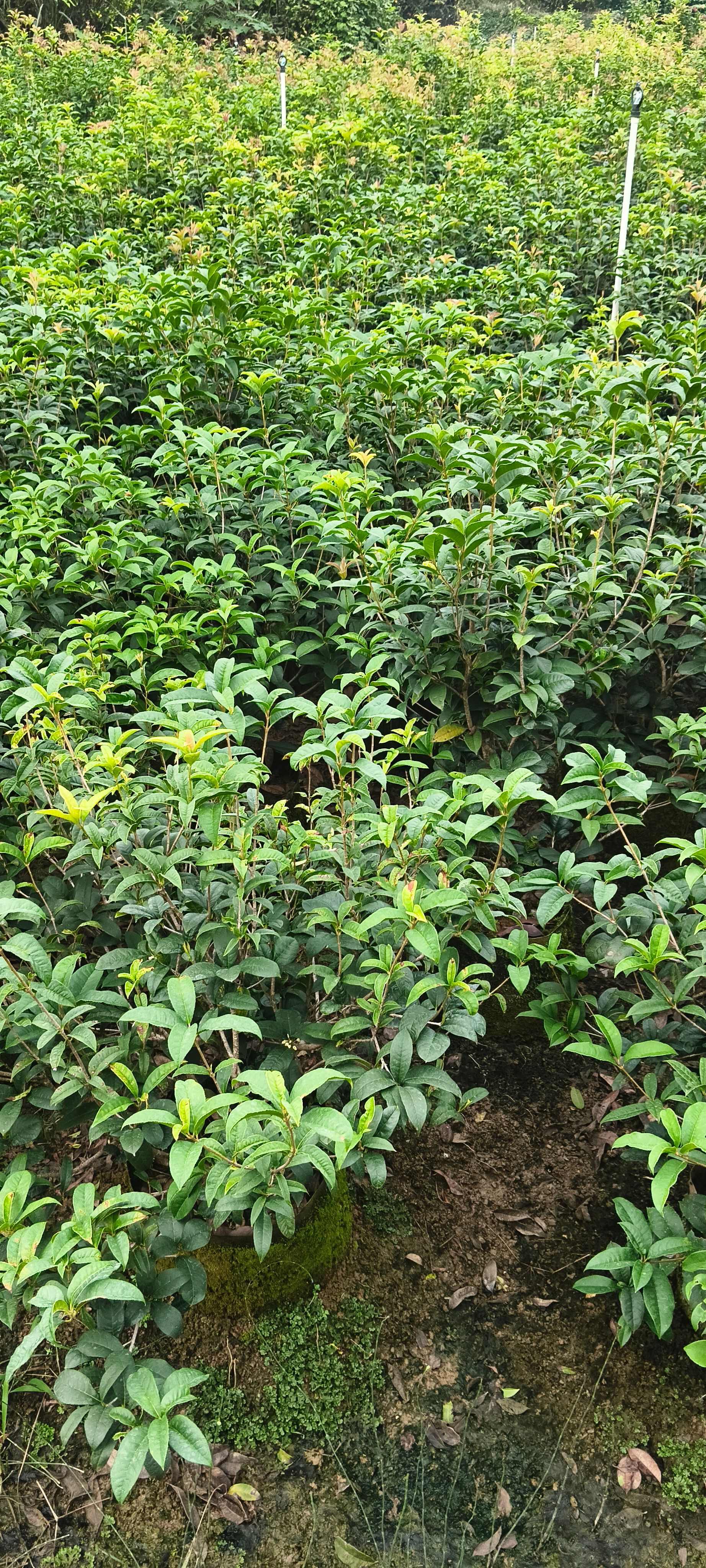 供应大袋四季桂