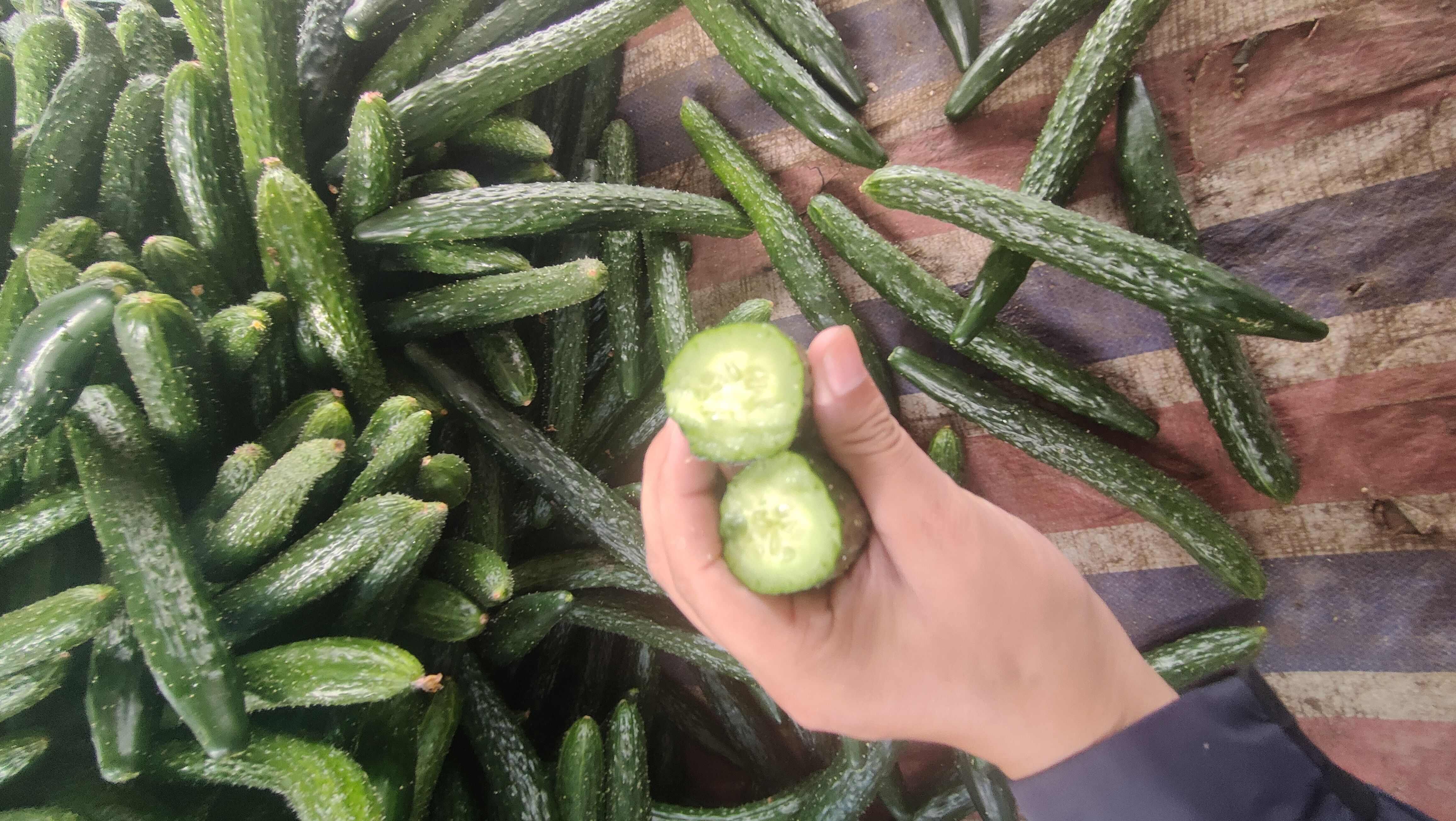 密刺黄瓜–酱菜厂黄瓜–食堂黄瓜–电商黄瓜