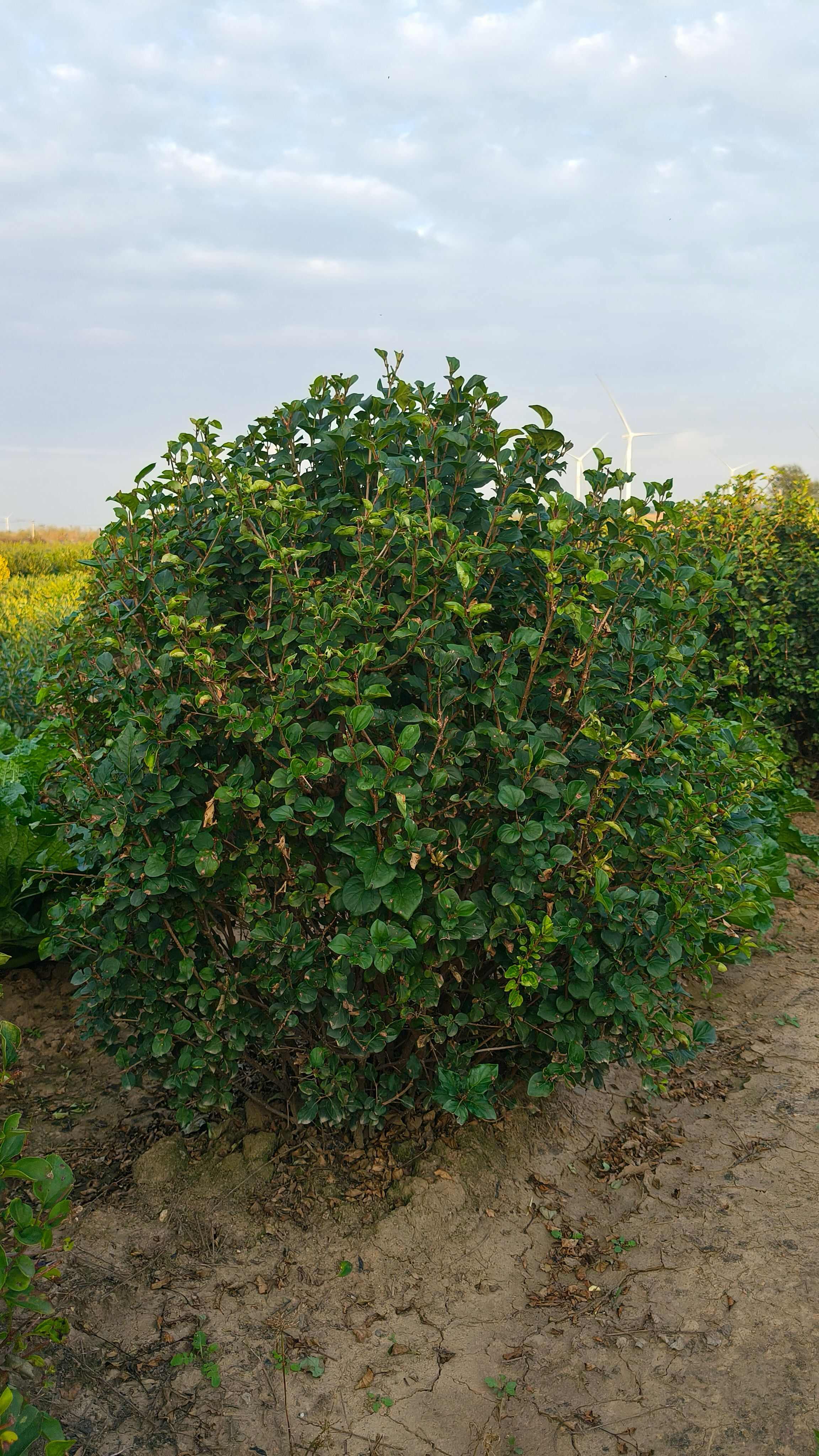 小叶丁香球，四季丁香，小叶丁香大田苗