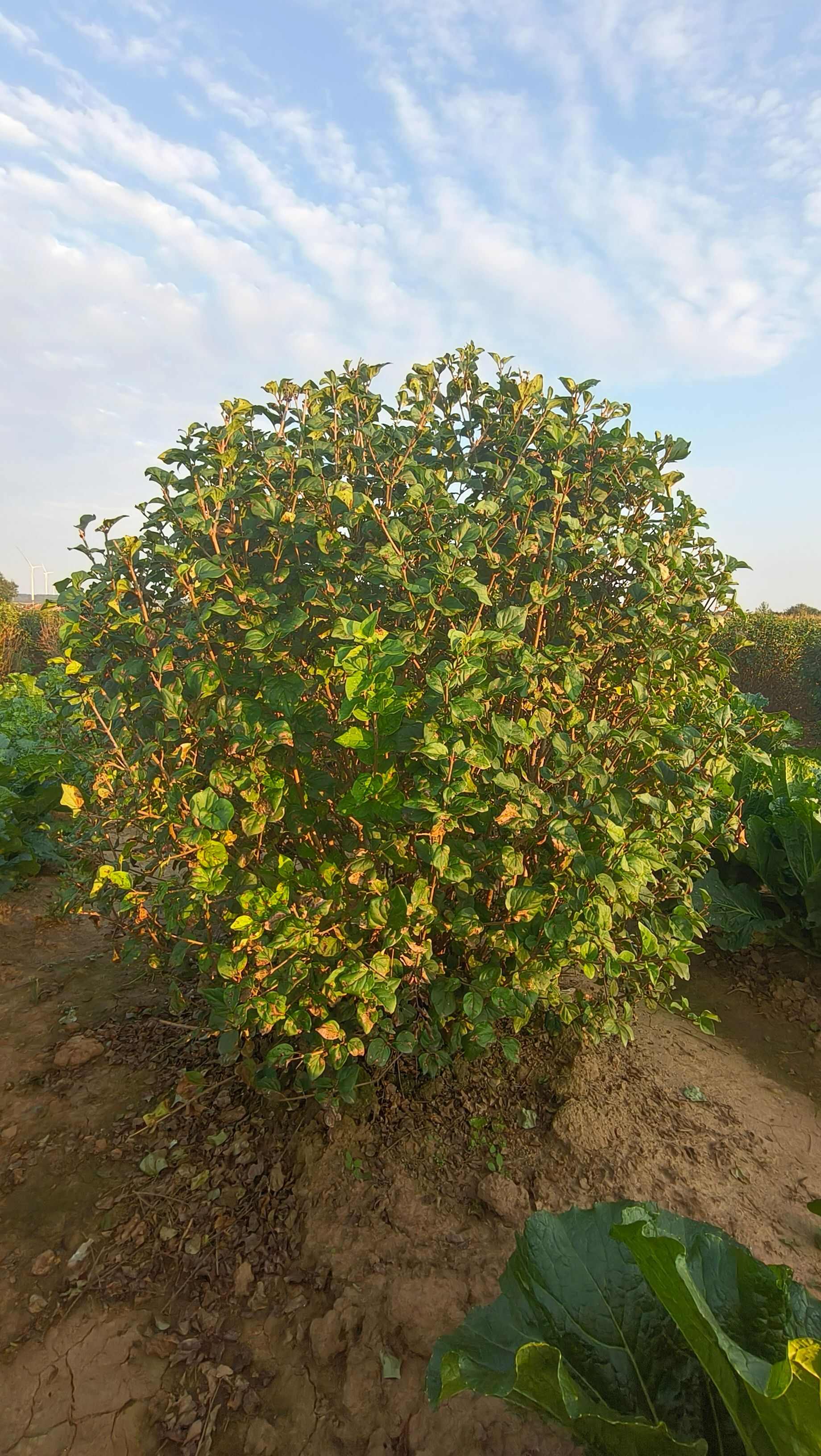 小叶丁香球，四季丁香，小叶丁香大田苗