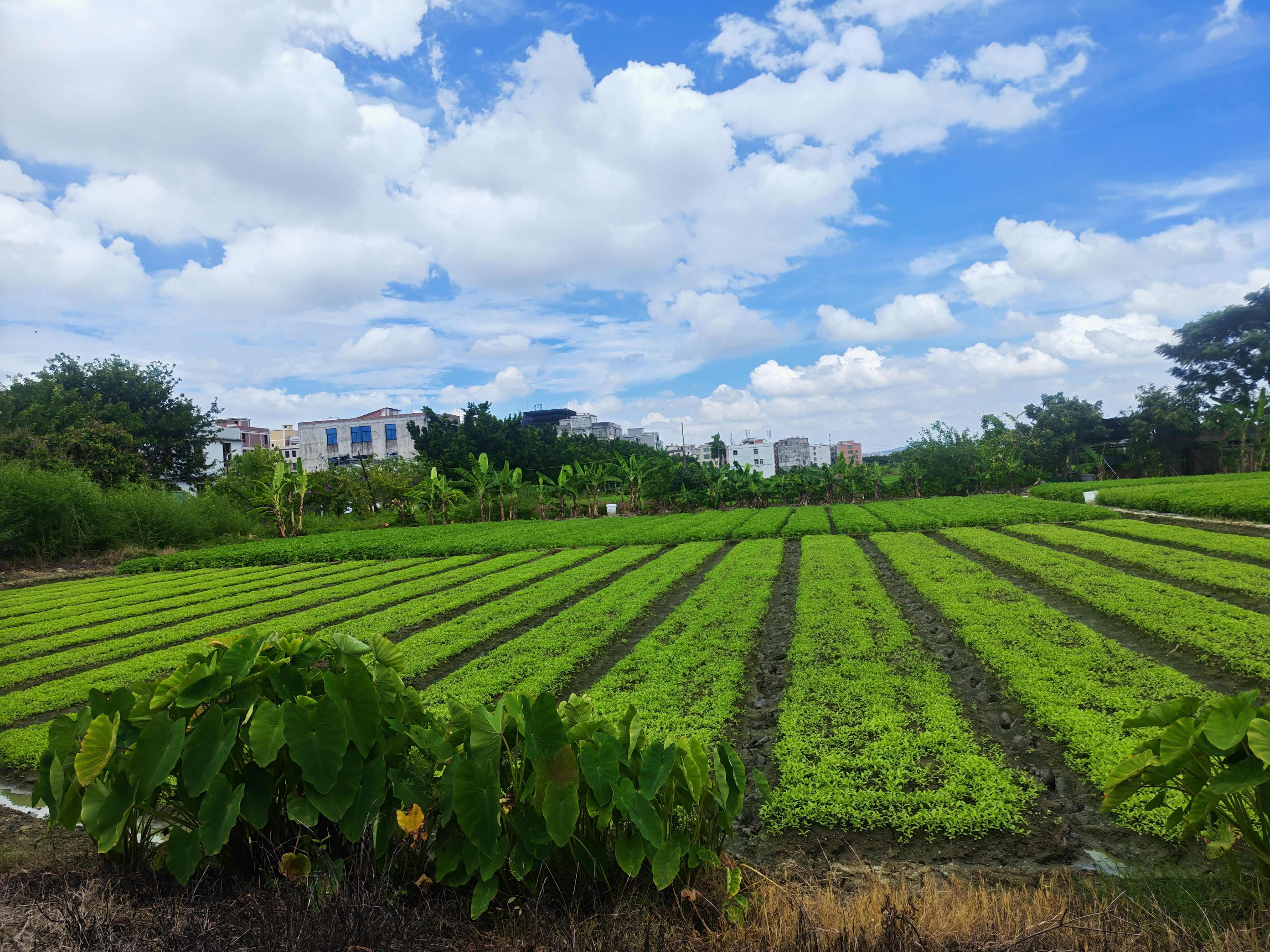 潮汕特产 新鲜脱水麻叶菜 半成品 杂咸 （新麻仔）种植地批发